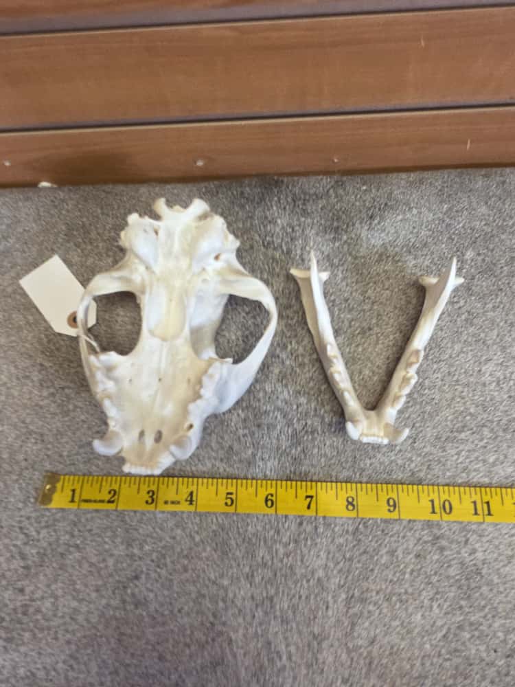 FHBN100 - Cougar Skull – Taxidermy Mount