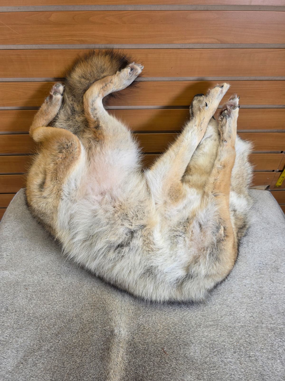 KMCY23 - Full-Body Coyote Taxidermy Mount