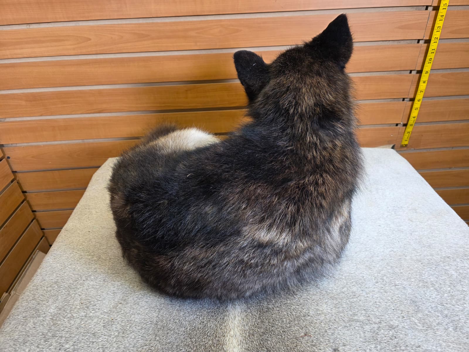 KMCY24 - Full-Body Coyote Taxidermy Mount