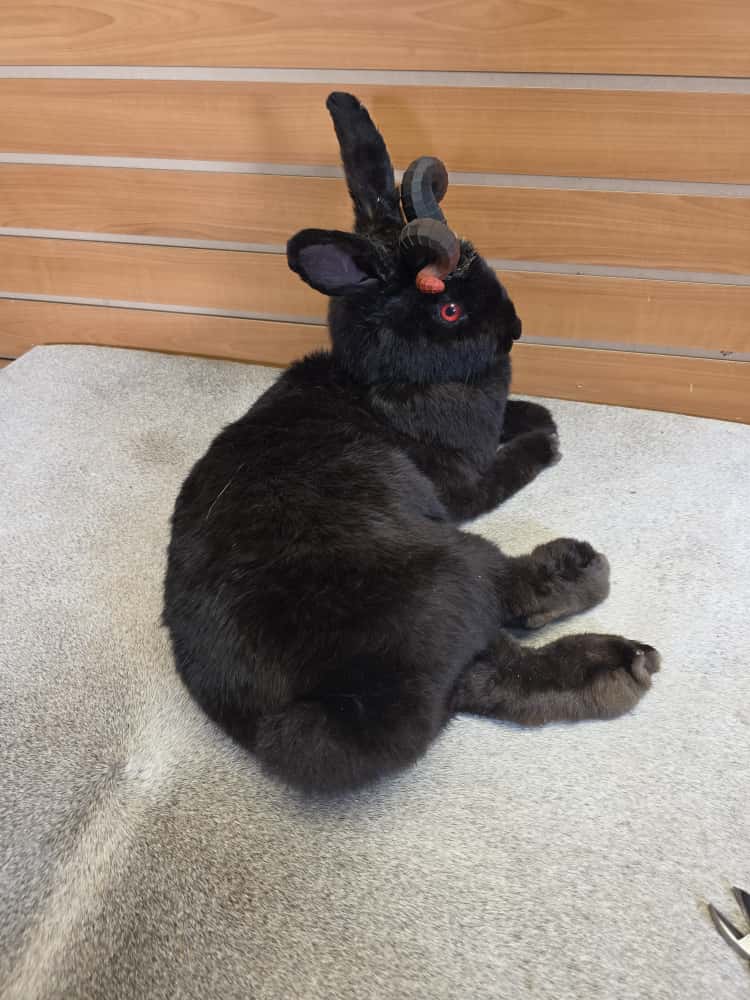 FHAB2 - Black Jackalope Taxidermy with Red Eyes