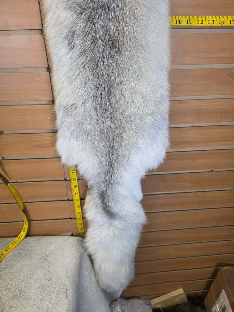 JTV291 - Champagne Fox Fur – Taxidermy Mount