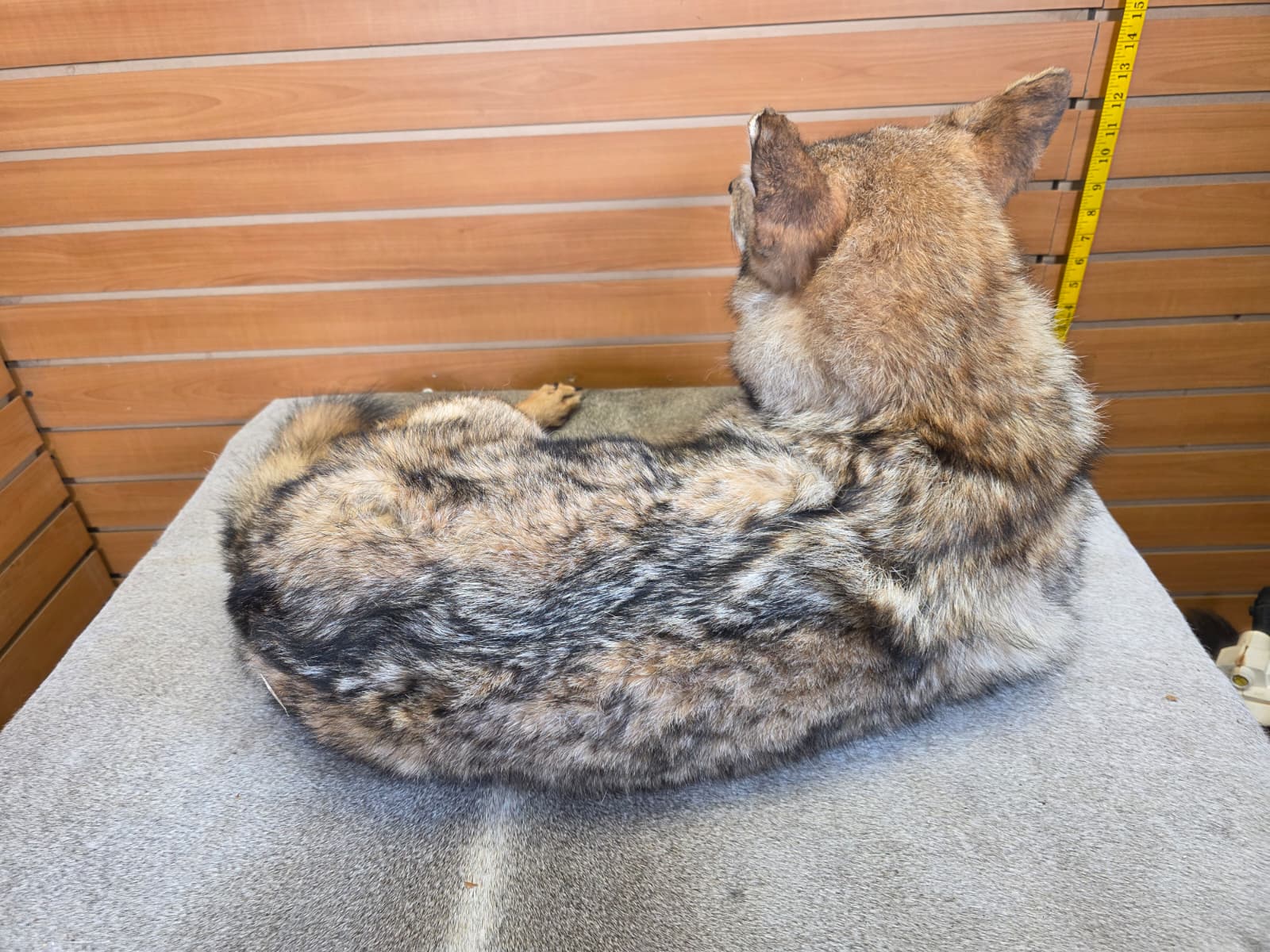 KMCY29 - Full-Body Coyote Taxidermy Mount