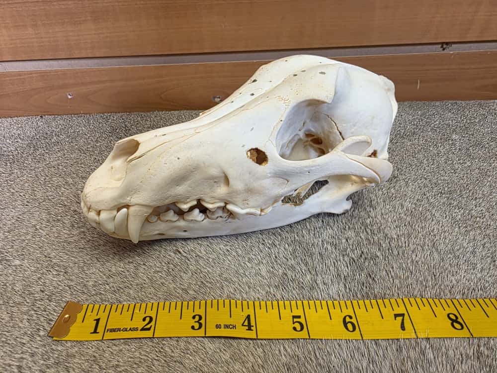 FHBN101 - Wolf Skull – Taxidermy Mount