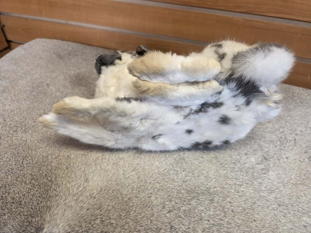 FHAB1 - Holland Lop Rabbit – Royalty Edition