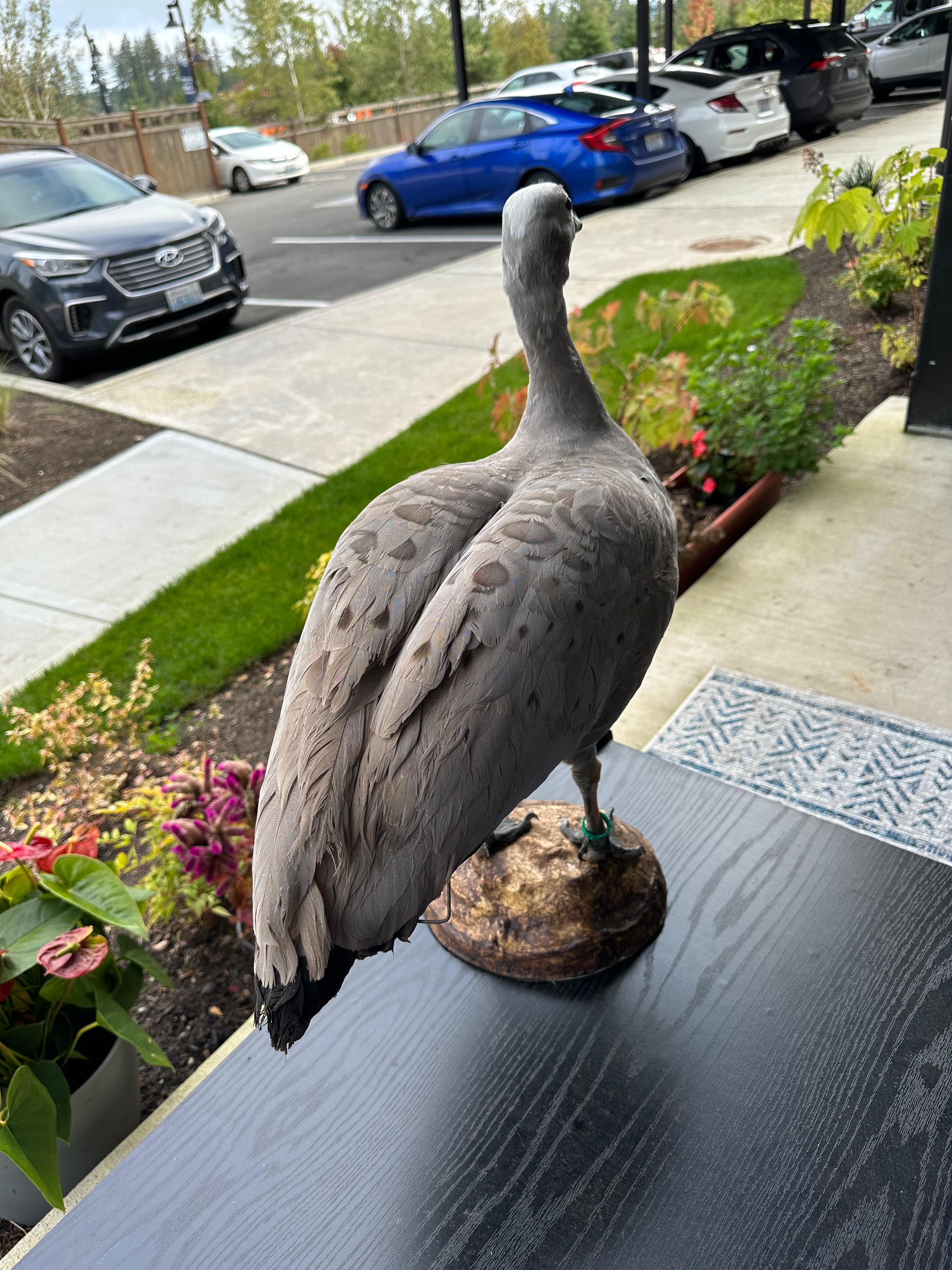 FHSUZ24 -Blue Morph Snow Goose Taxidermy – Anser caerulescens