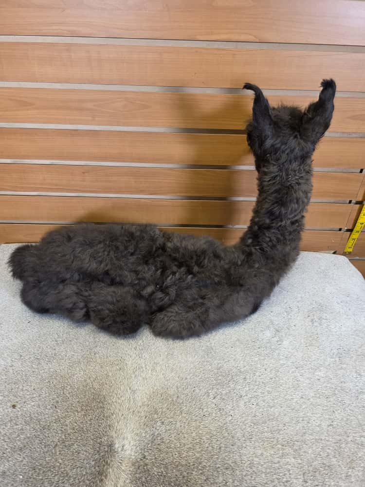 FHAB16 - Huacaya Alpaca – Full Body Mount
