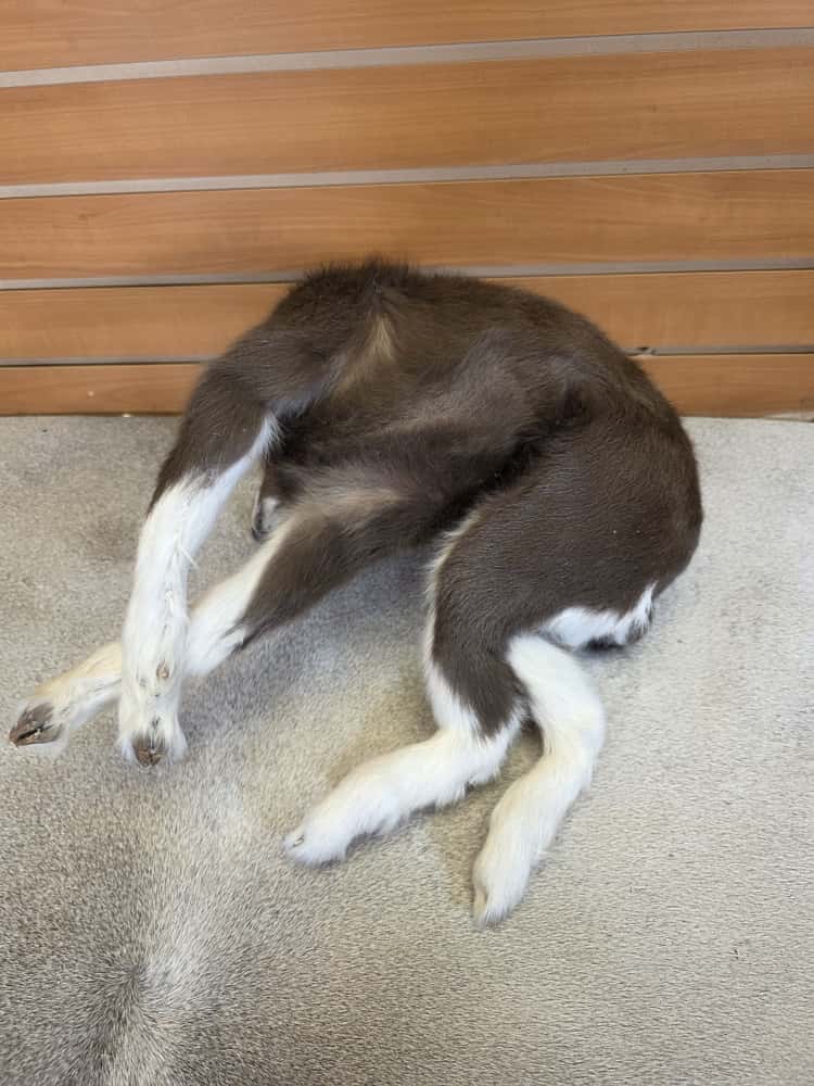 FHAB12 - Toggenburg Goat – Full Body Mount