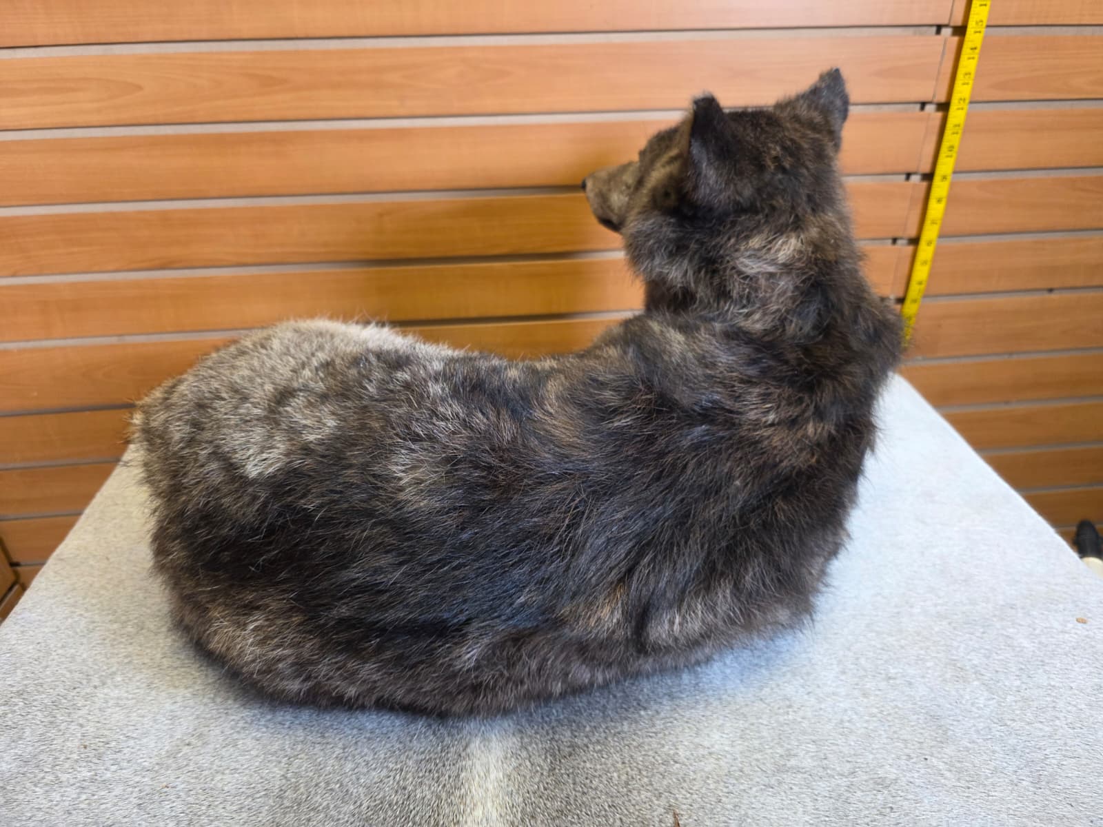 KMCY25 - Full-Body Coyote Taxidermy Mount