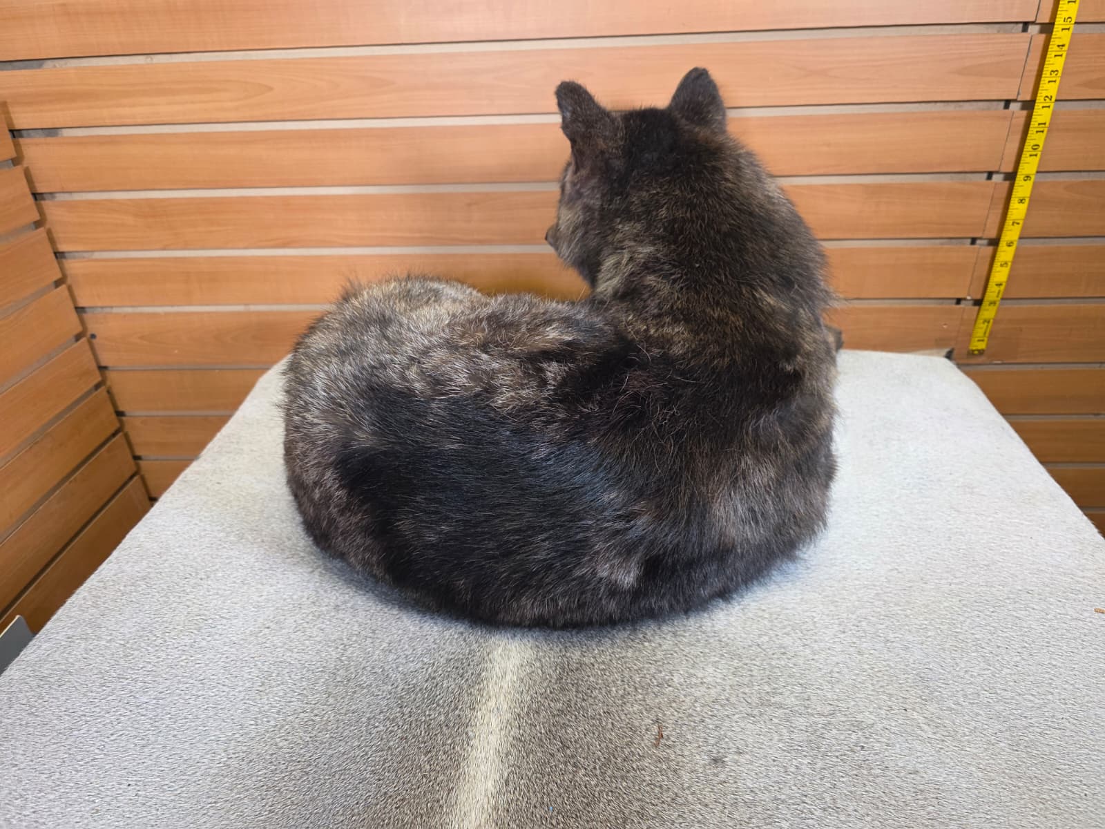 KMCY26 - Full-Body Coyote Taxidermy Mount