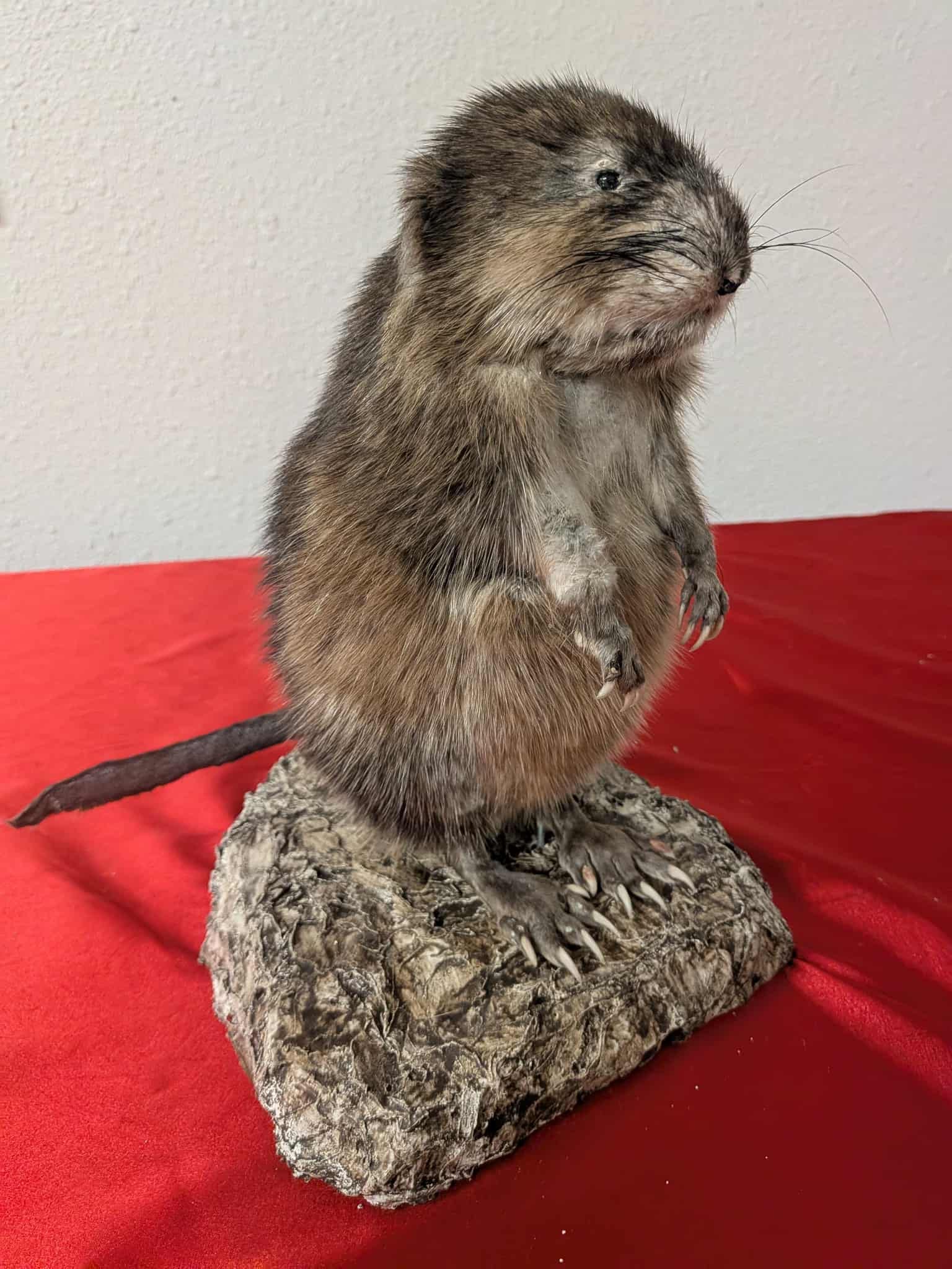 FHSUZ14 - Muskrat Full Taxidermy Mount