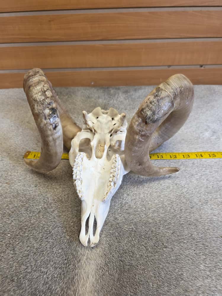 JTV289 - Ram Skull – Full Curl – Taxidermy Mount