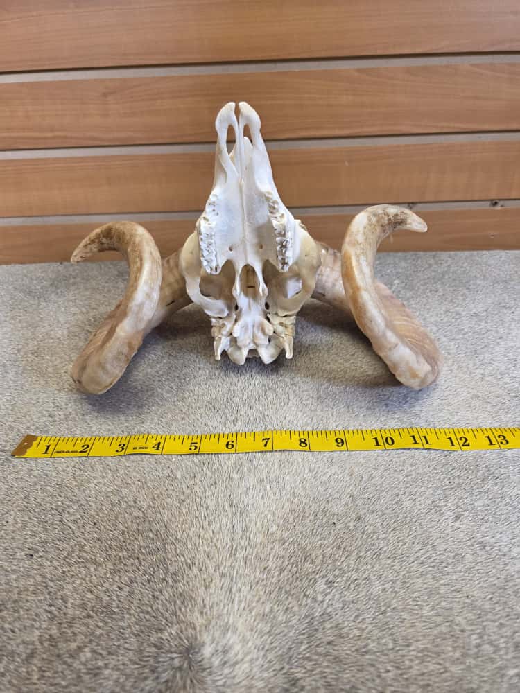 JTV290 - Ram Skull – Full Curl – Taxidermy Mount