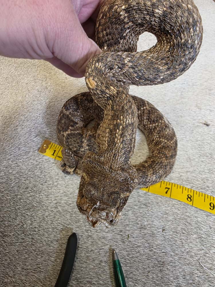 JTV280 - Full-Body Rattlesnake Taxidermy