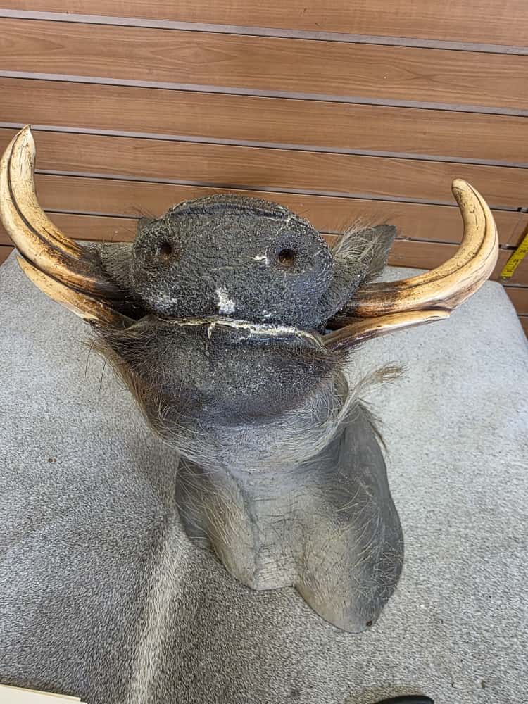 FHAB14 - African Warthog Head – Taxidermy Mount
