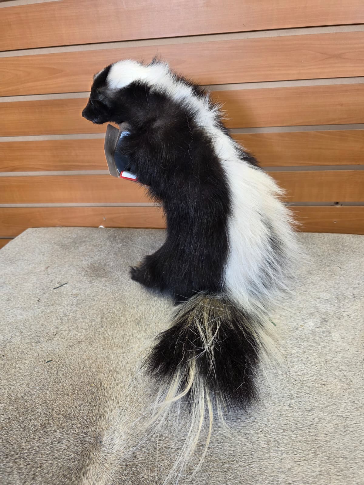 KMSK38 - Full-Body Skunk Taxidermy Mount