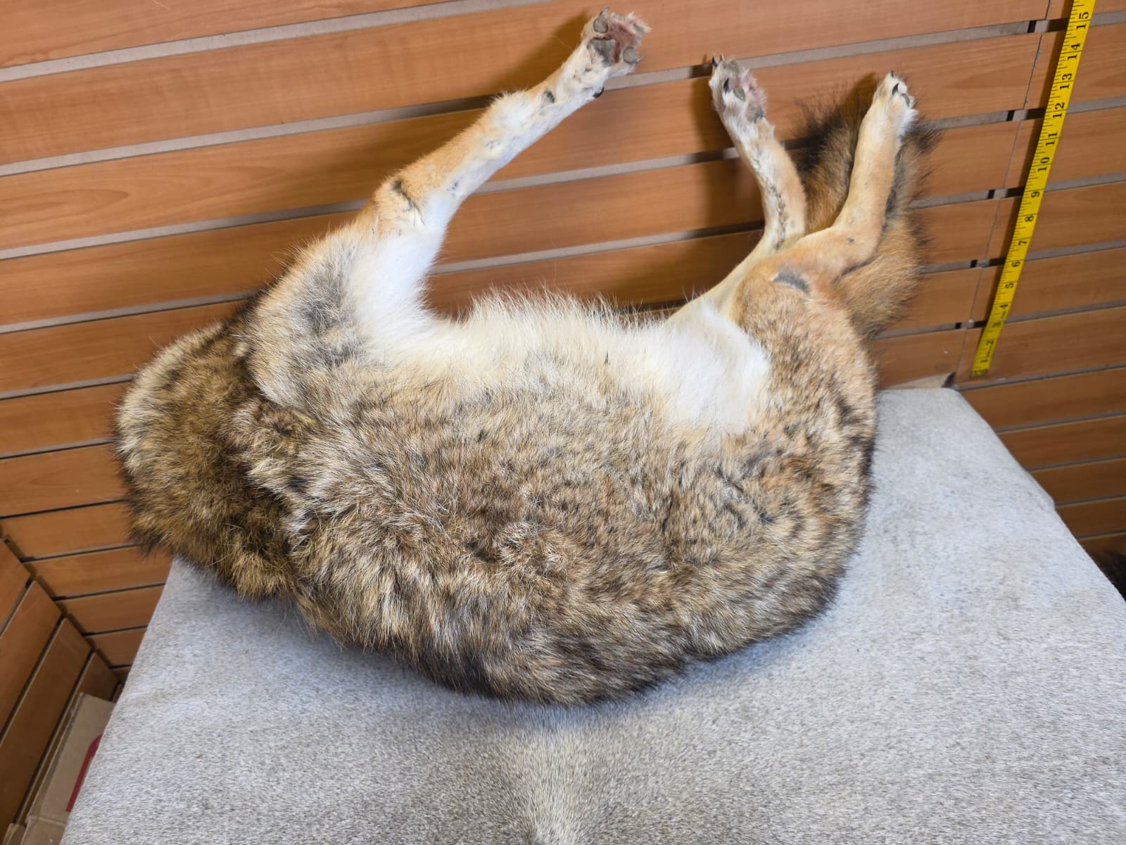 KMCY35 - Full-Body Coyote Taxidermy Mount