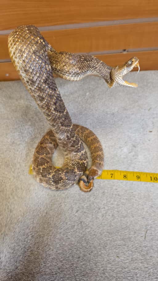 JTV282 - Prairie Rattlesnake – Full Body Mount