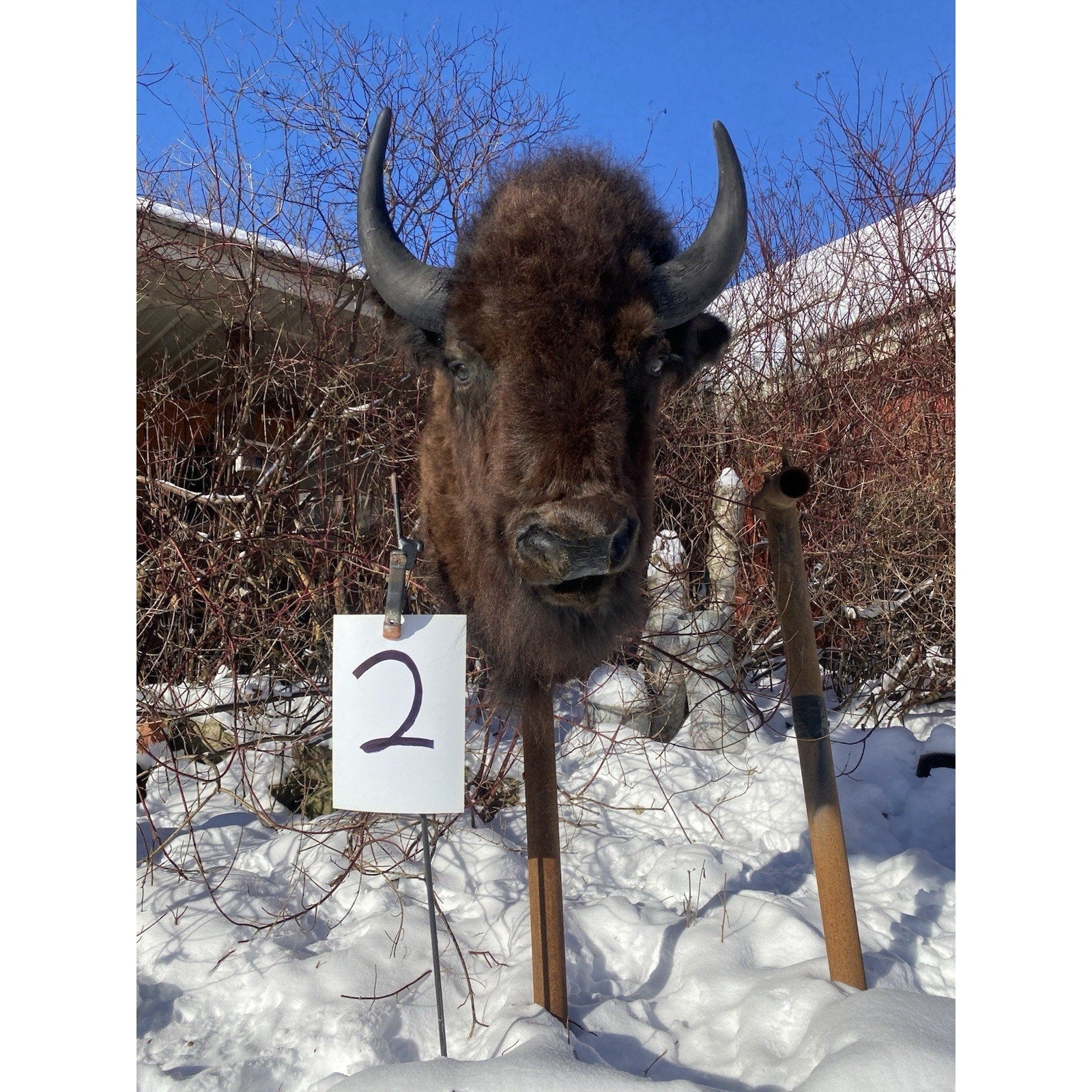 FHDARDEC2 - Real North American Buffalo / Bison Shoulder Taxidermy Mount New