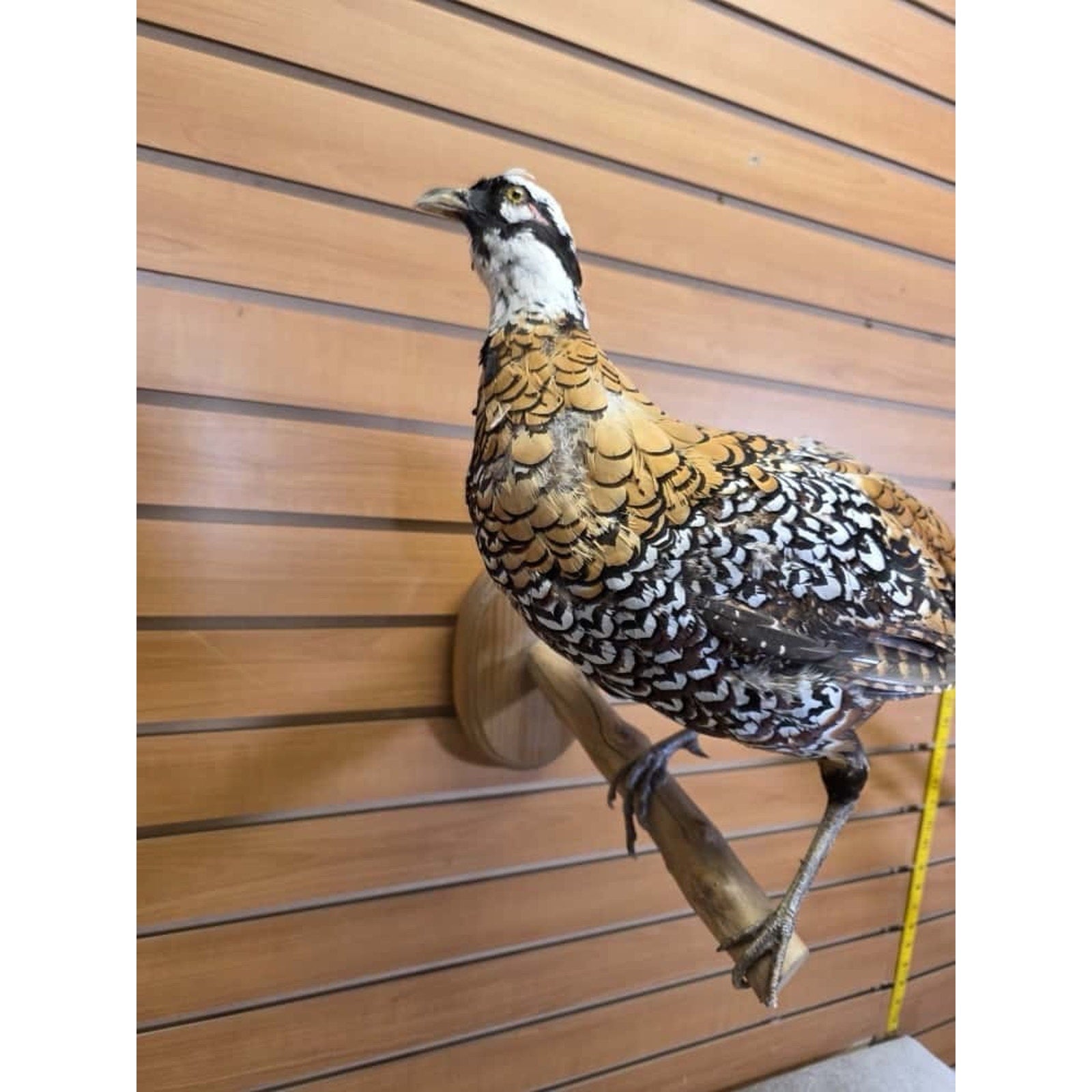 JTV251 - Reeves Pheasant Taxidermy Mount