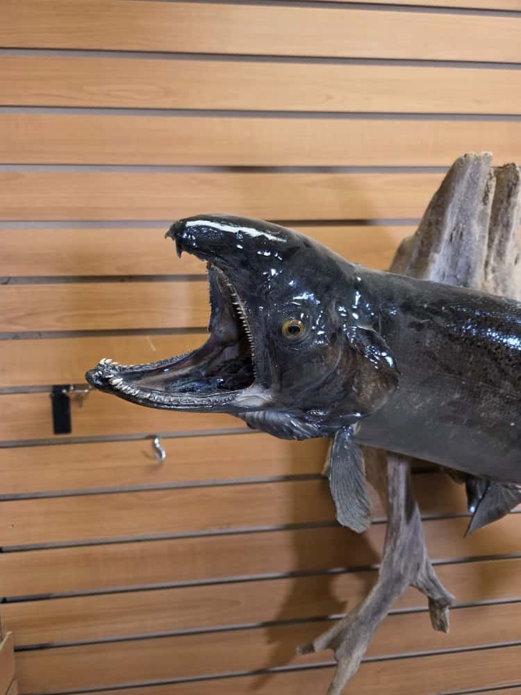 FHCM661 -38" King Salmon Real Skin Fish Taxidermy