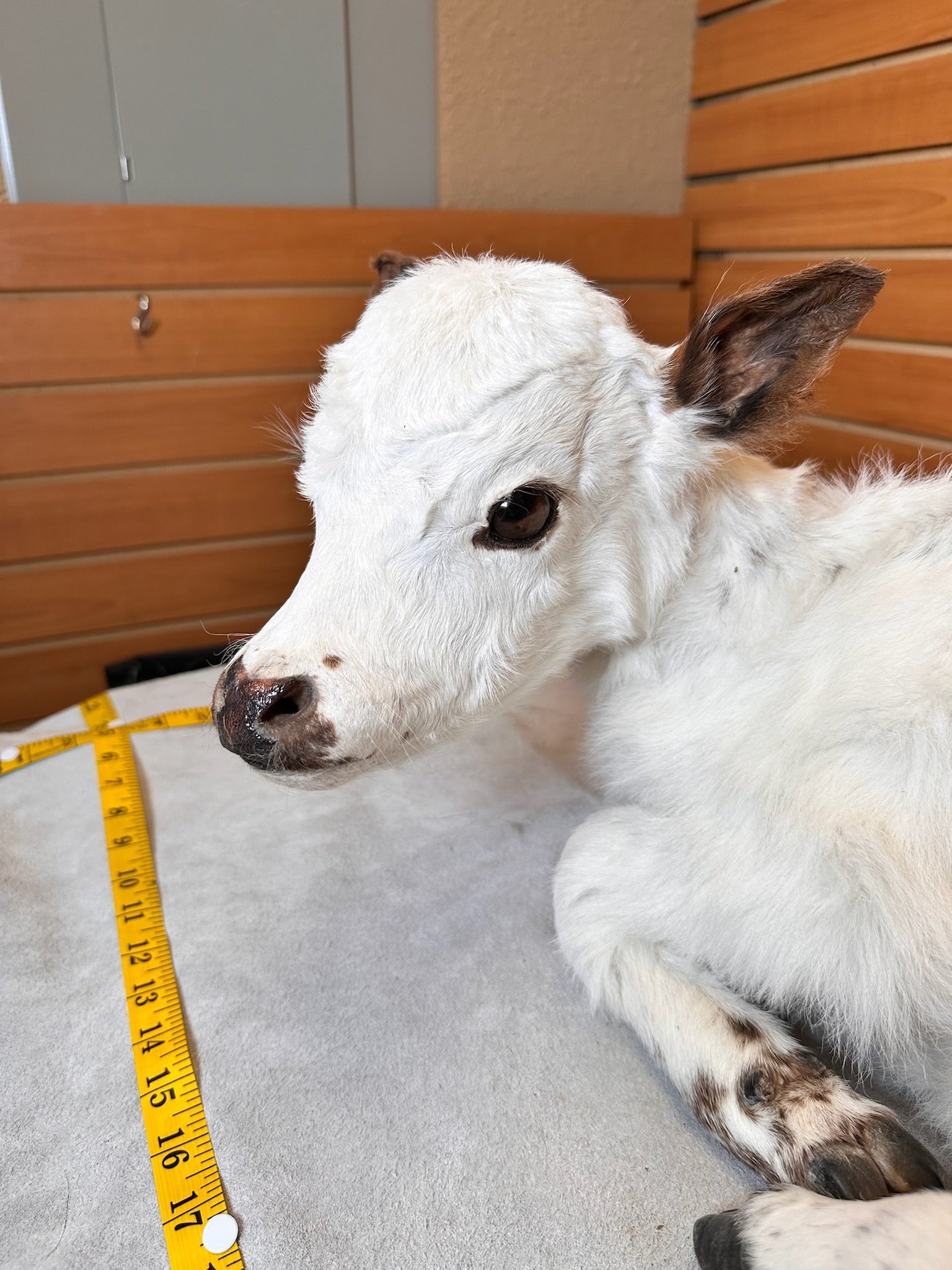 FHCOW1 - Baby British White Beef Calf Full Body Taxidermy Mount