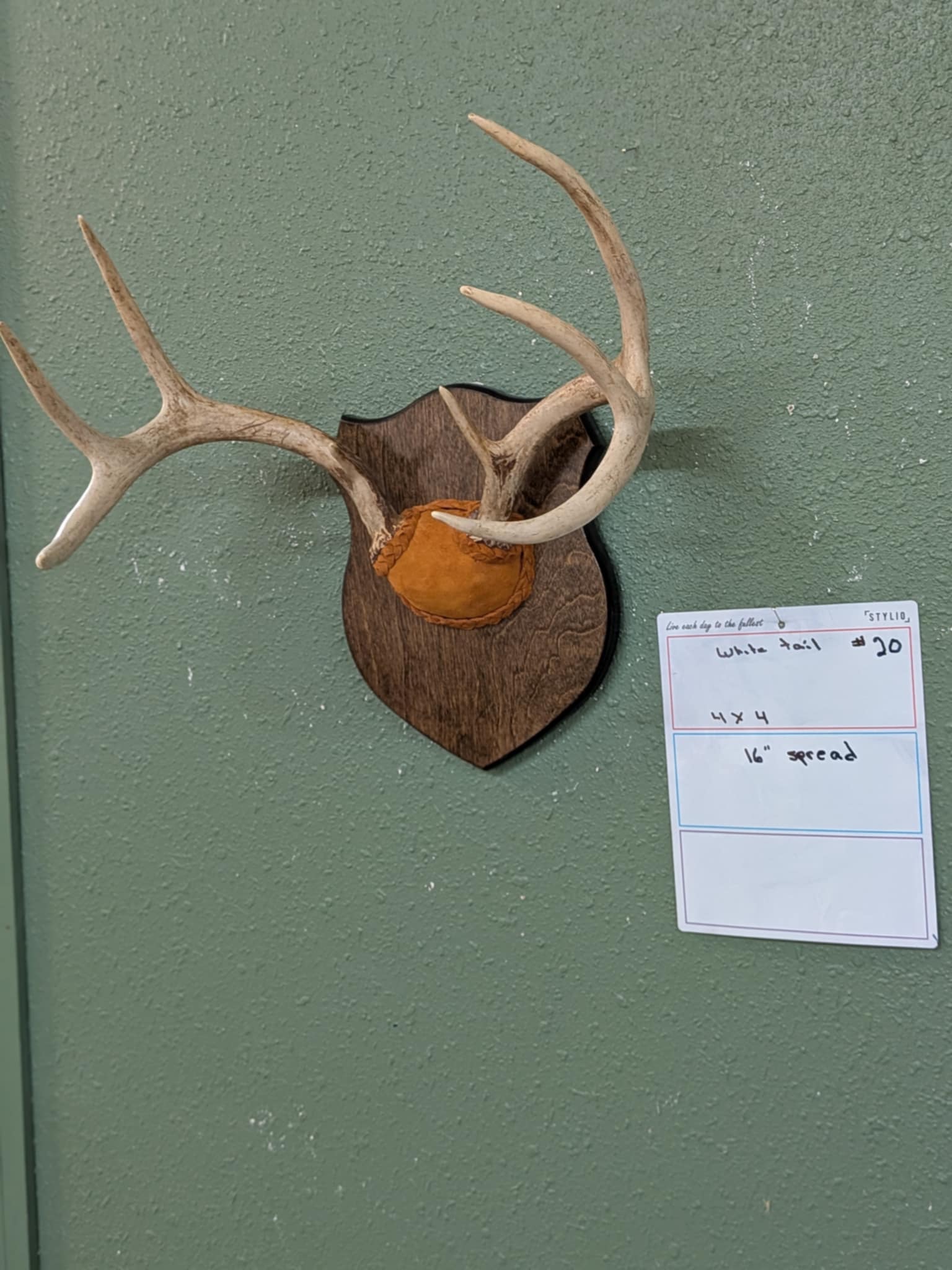 FHPAT20- 4x4 whitetail Deer Antler mount 16” spread