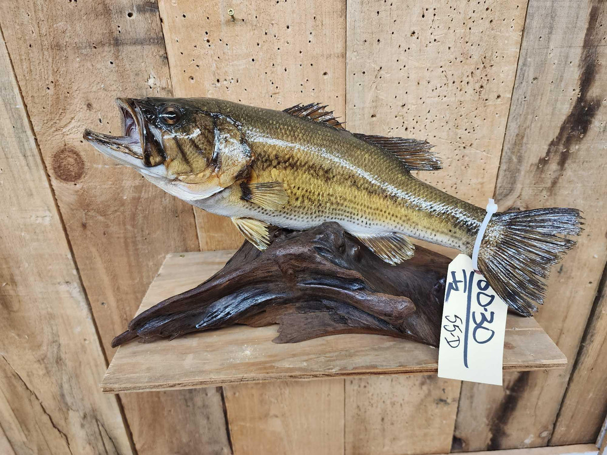 FH55D - 18" Largemouth Bass Real Skin Fish Taxidermy