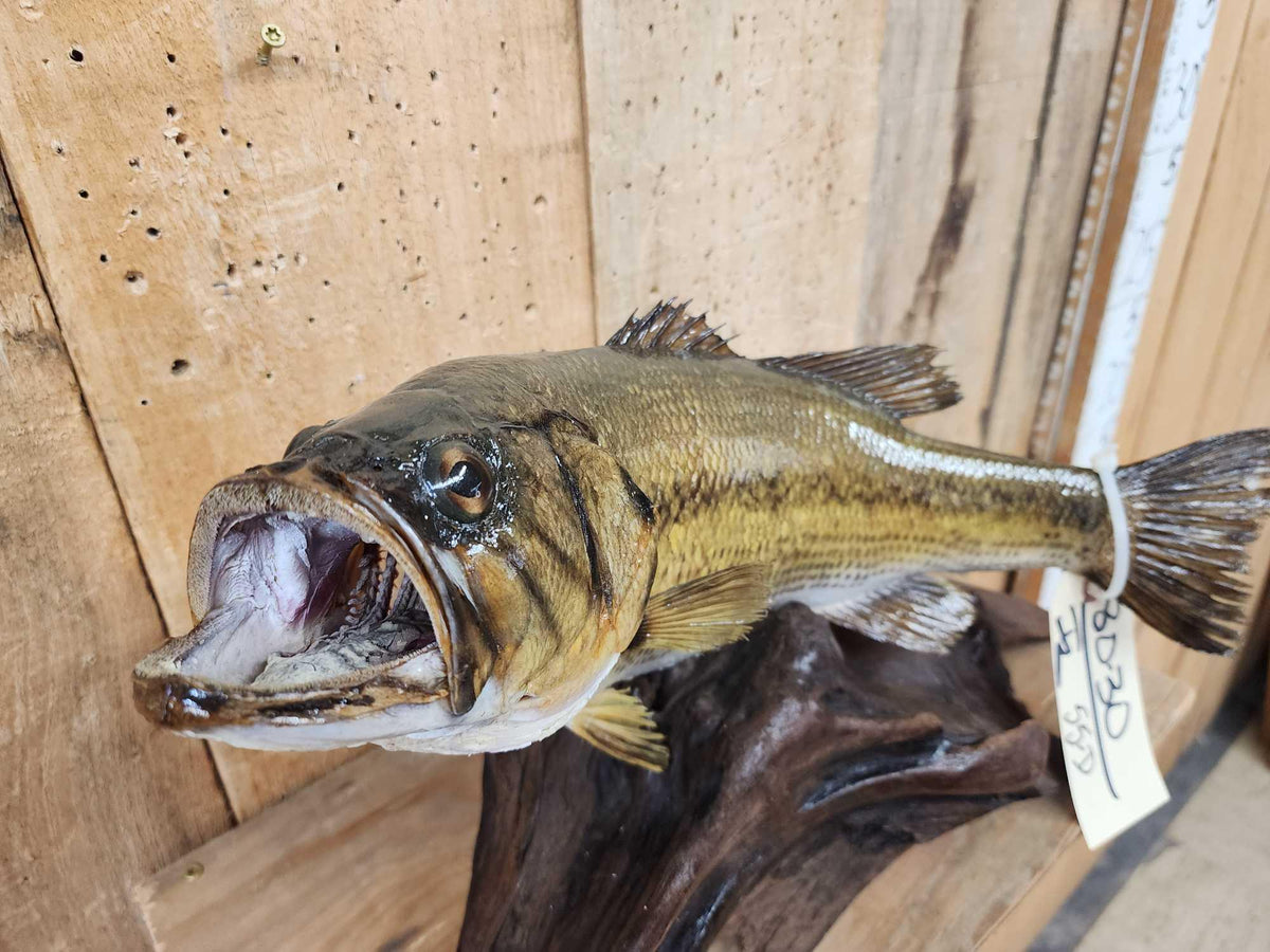 FH55D - 18" Largemouth Bass Real Skin Fish Taxidermy