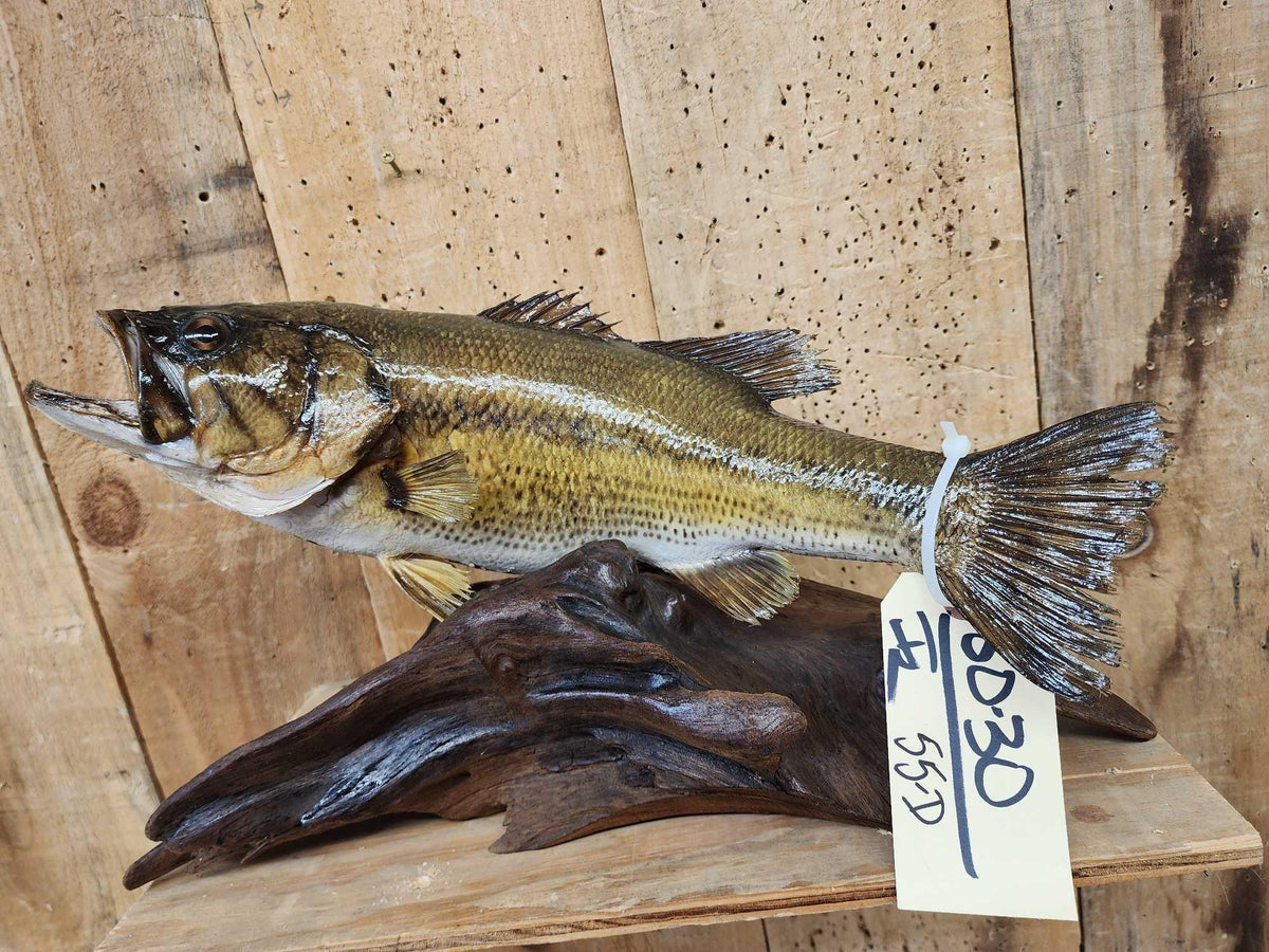 FH55D - 18" Largemouth Bass Real Skin Fish Taxidermy