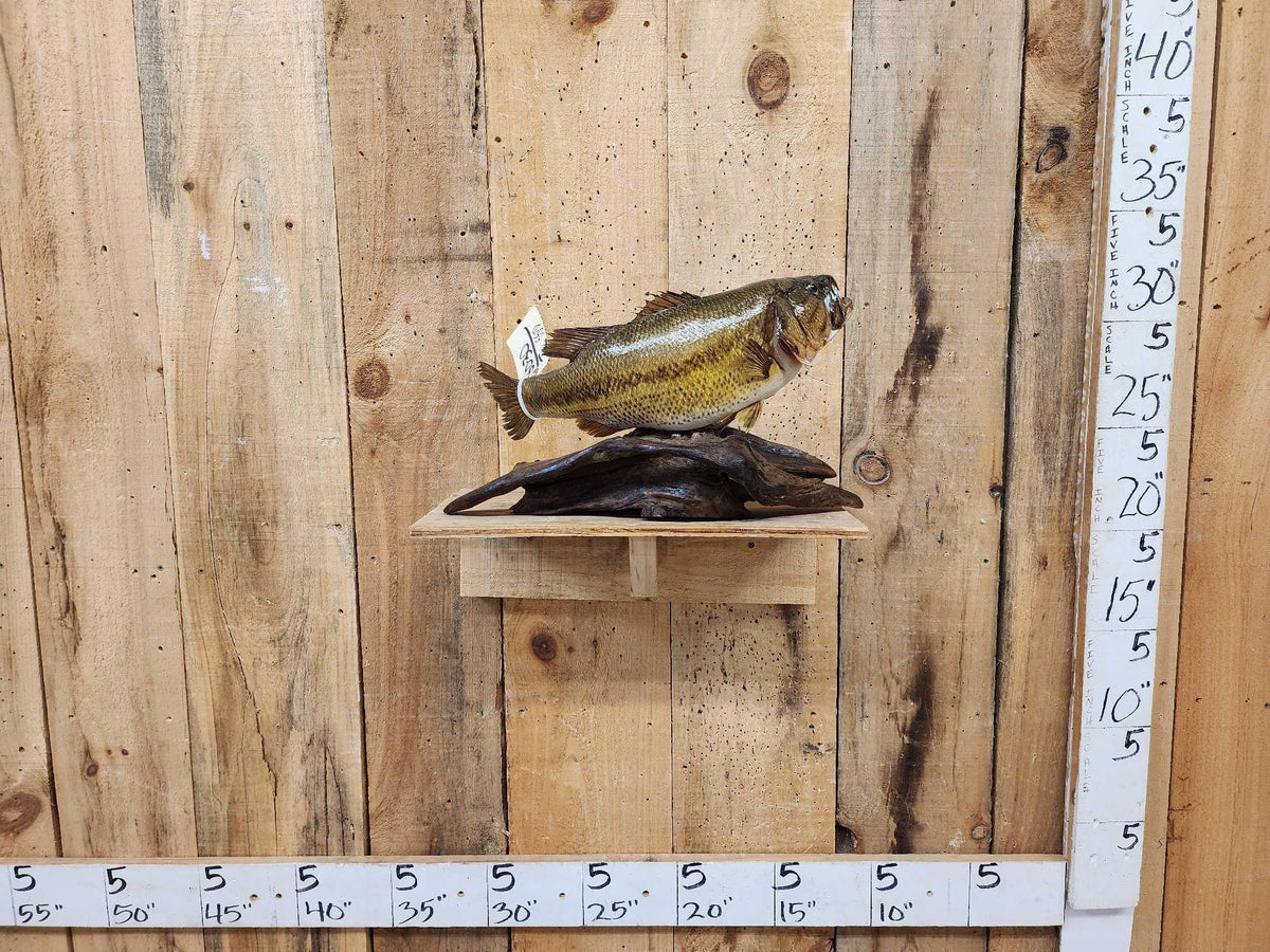FH55D - 18" Largemouth Bass Real Skin Fish Taxidermy
