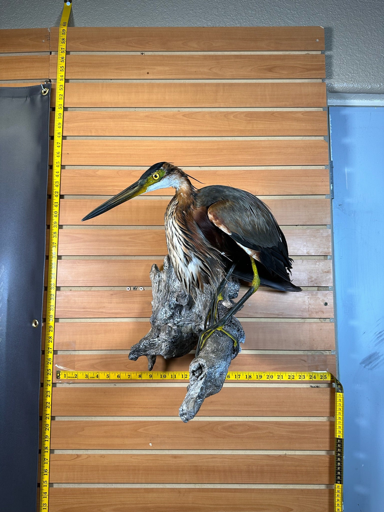 FHART12- Purple Heron taxidermy mount