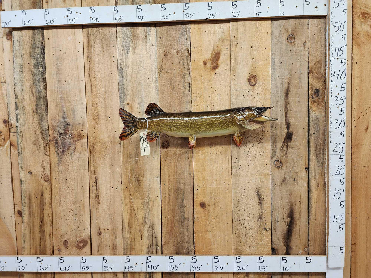 FH55P - 34" Northern Pike Real Skin Fish Taxidermy
