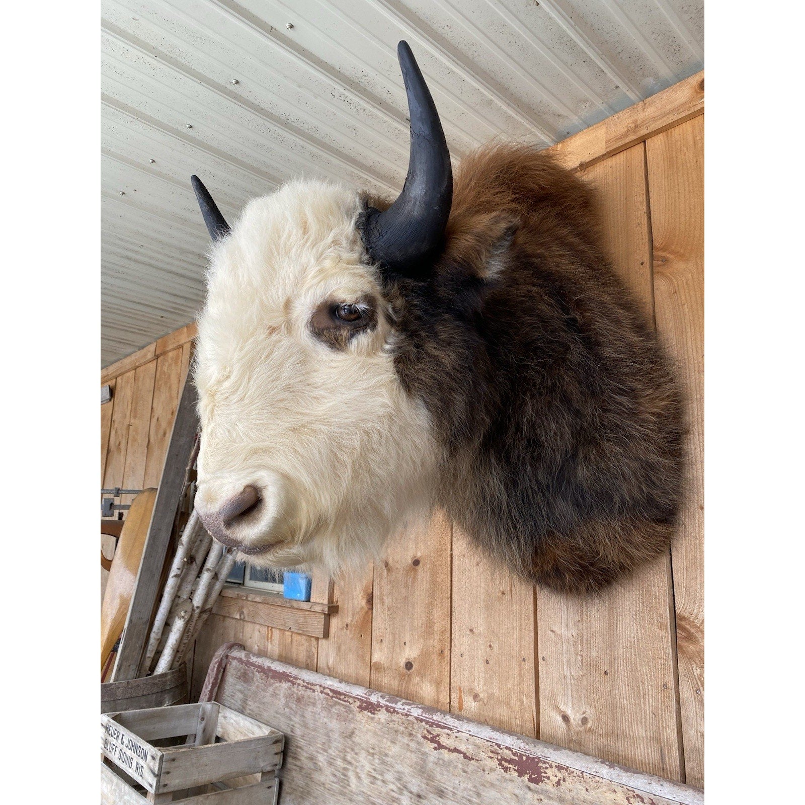 FHDAR43- Rare Sacred White-faced Buffalo Bison Taxidermy Shoulder mount