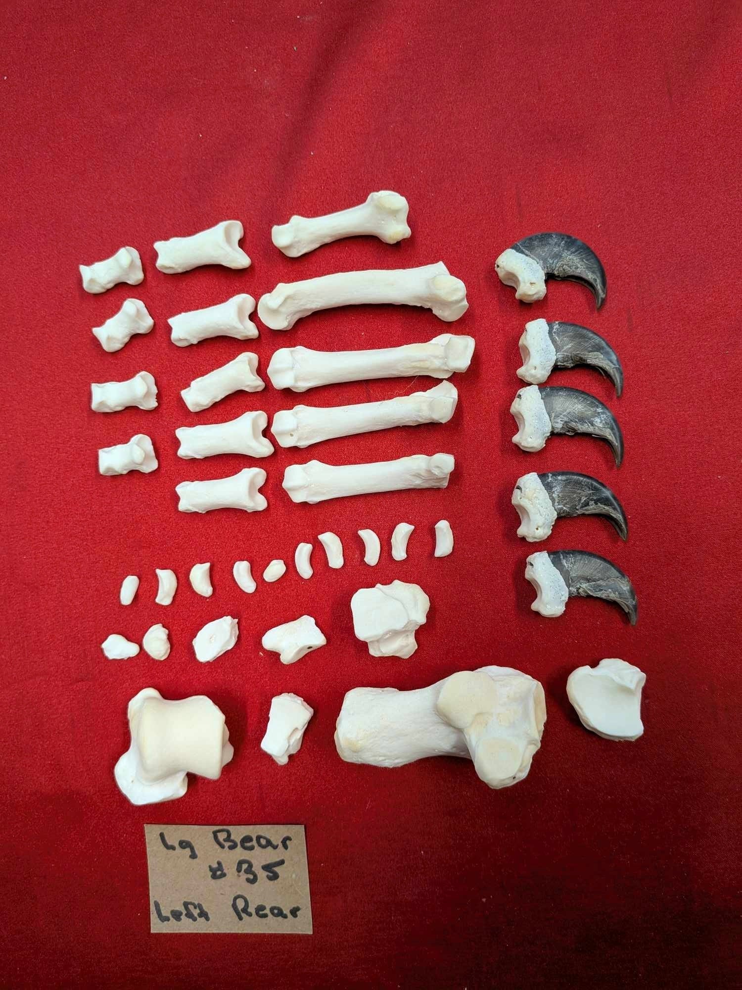 FHPAT556 - Black bear and Cougar paw full skeleton