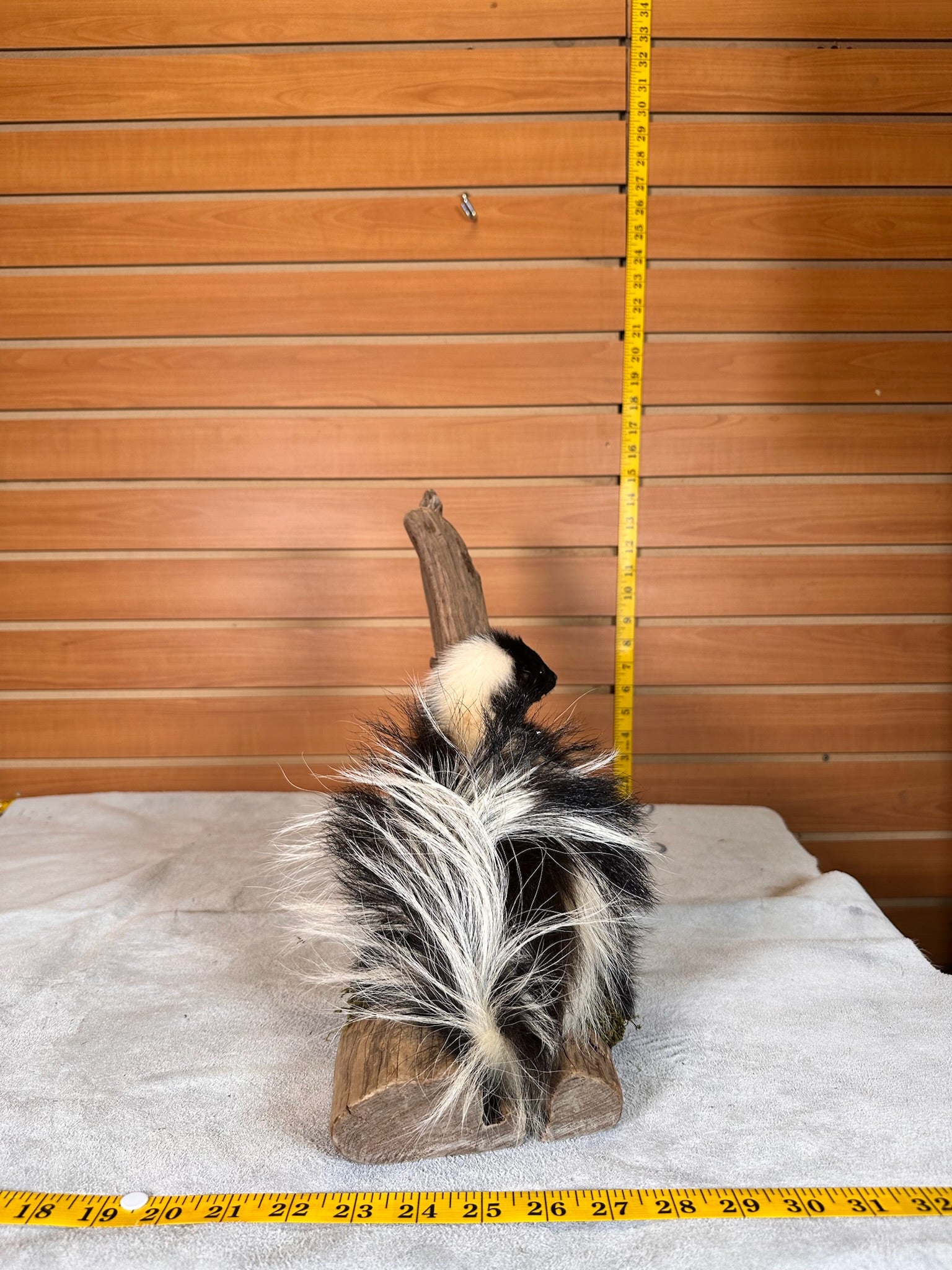 FHSKU15- baby Skunk taxidermy mount