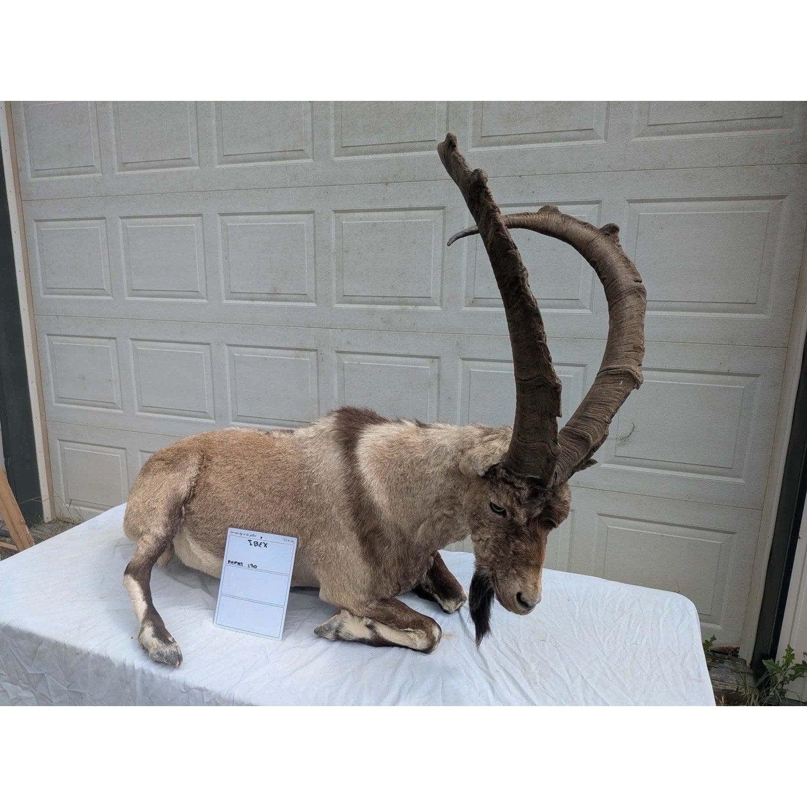 FHPAT - XL Ibex Taxidermy Full Body Mount
