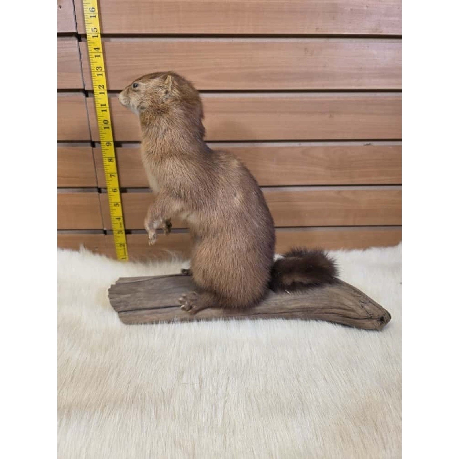 FHMN17- Mink Weasel Taxidermy Mount