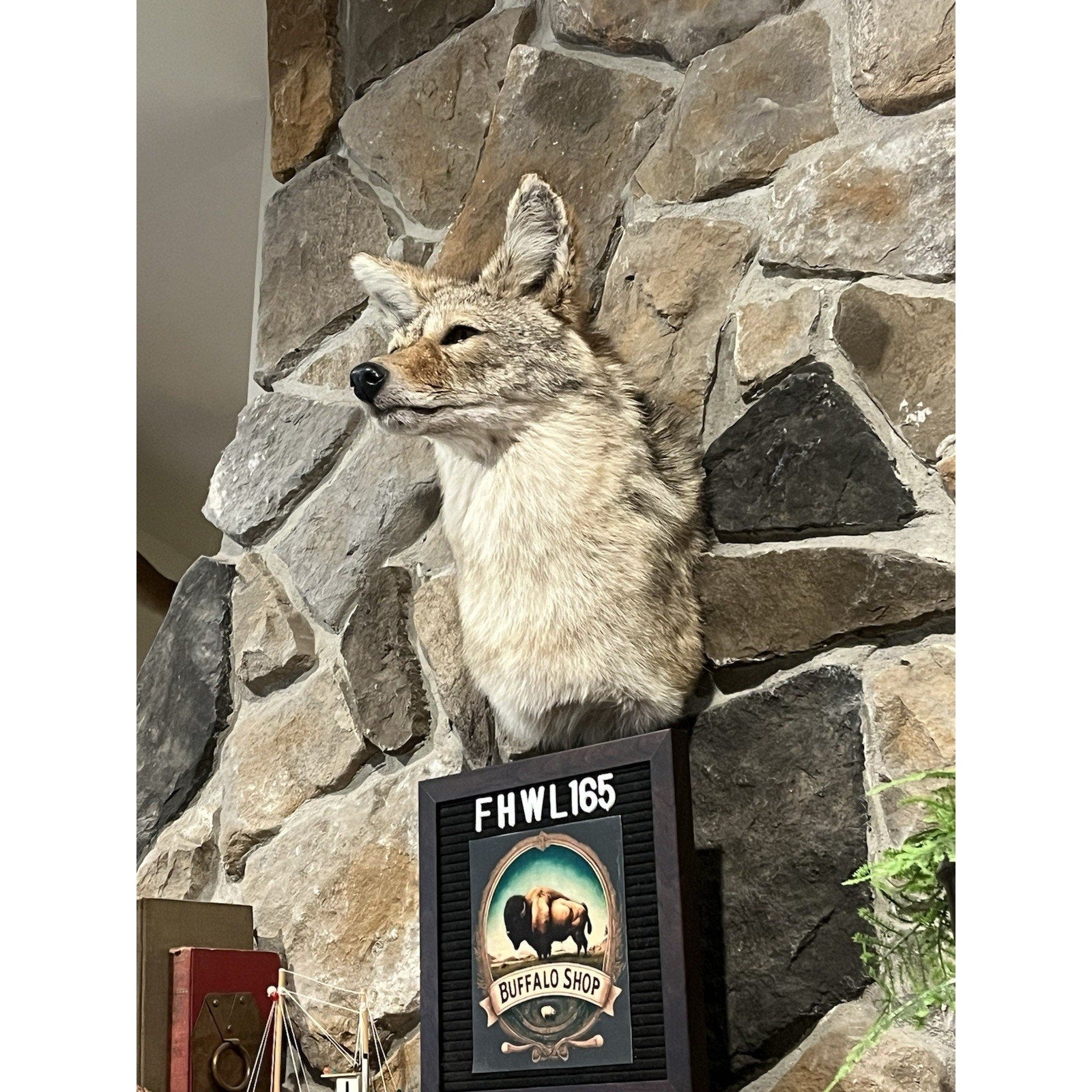 FHWL165 - Coyote Shoulder Museum Quality mount Taxidermy