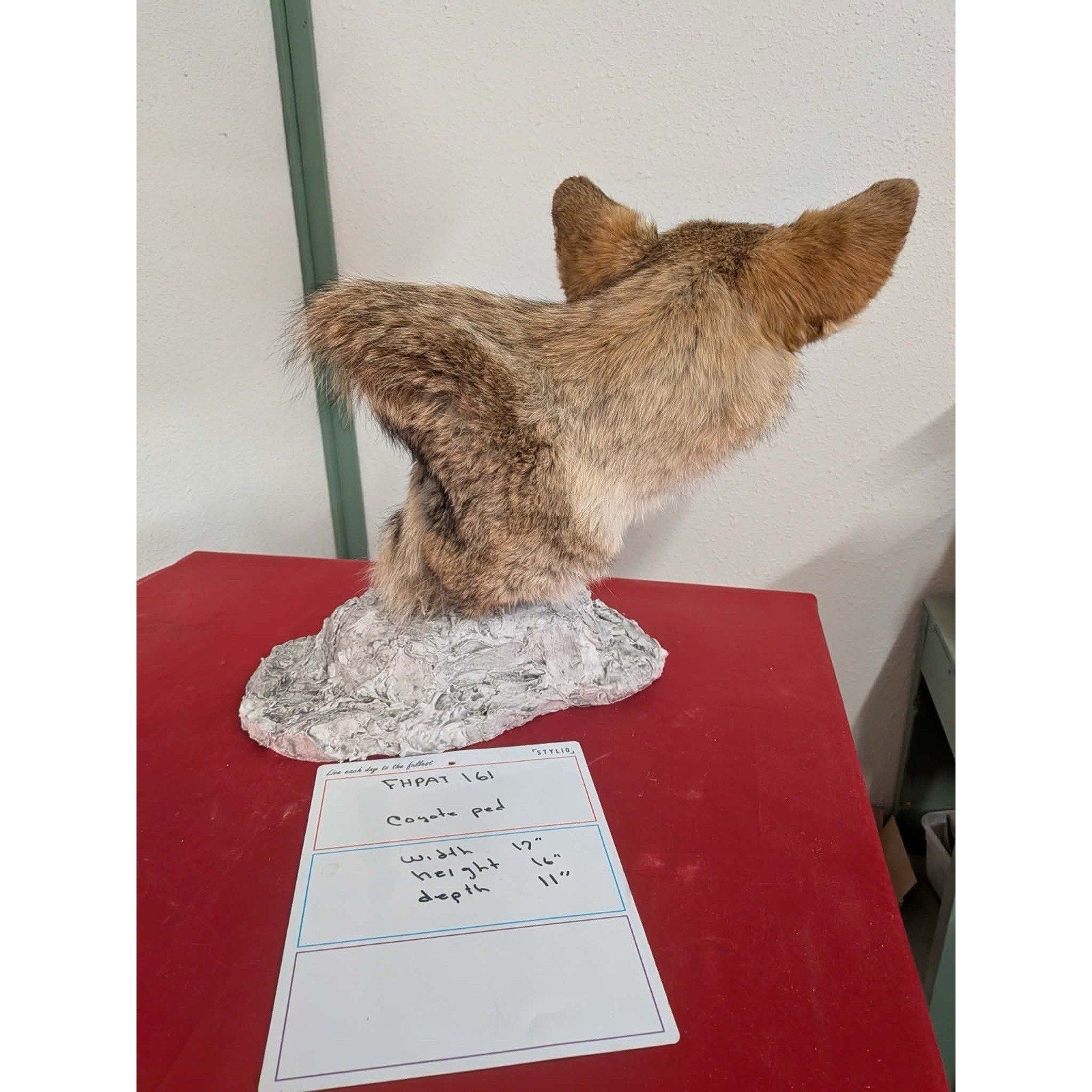 FHPAT161 - Coyote Pedestal Museum Quality mount Taxidermy