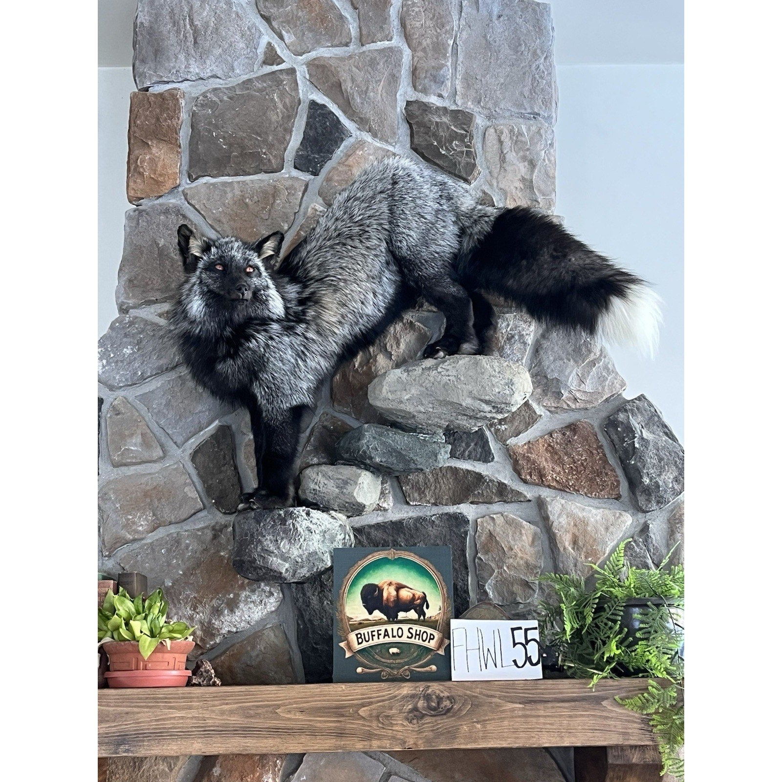 FHWL55 - Massive Silver Fox Taxidermy Full Body Mount