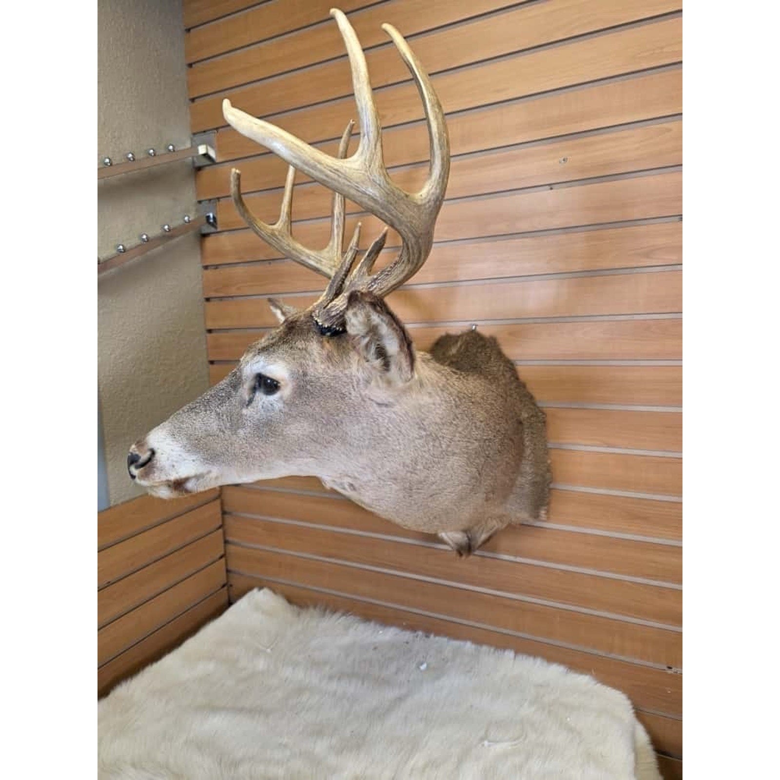 FHMN9 - Whitetail Deer Real Antler Deer Taxidermy Mount