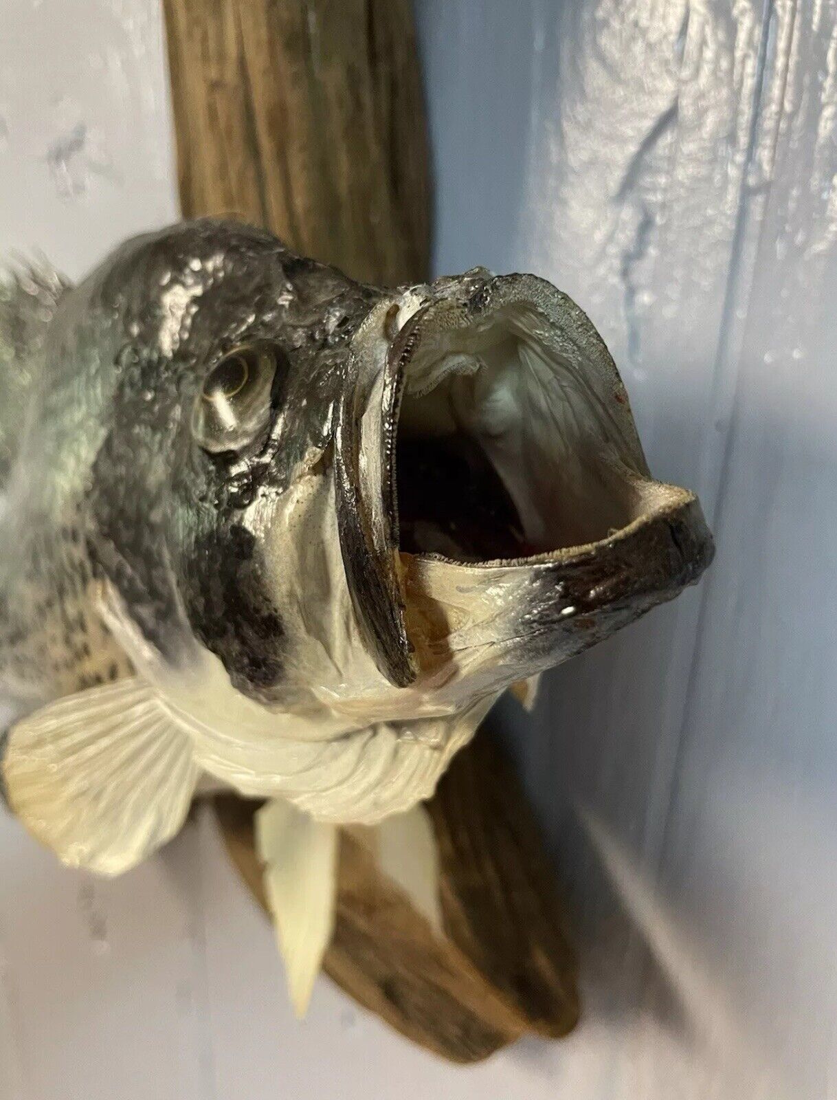16” Taxidermy Fish Mount Crappie On Wood - 16” Height x 15” Length x 5” Width