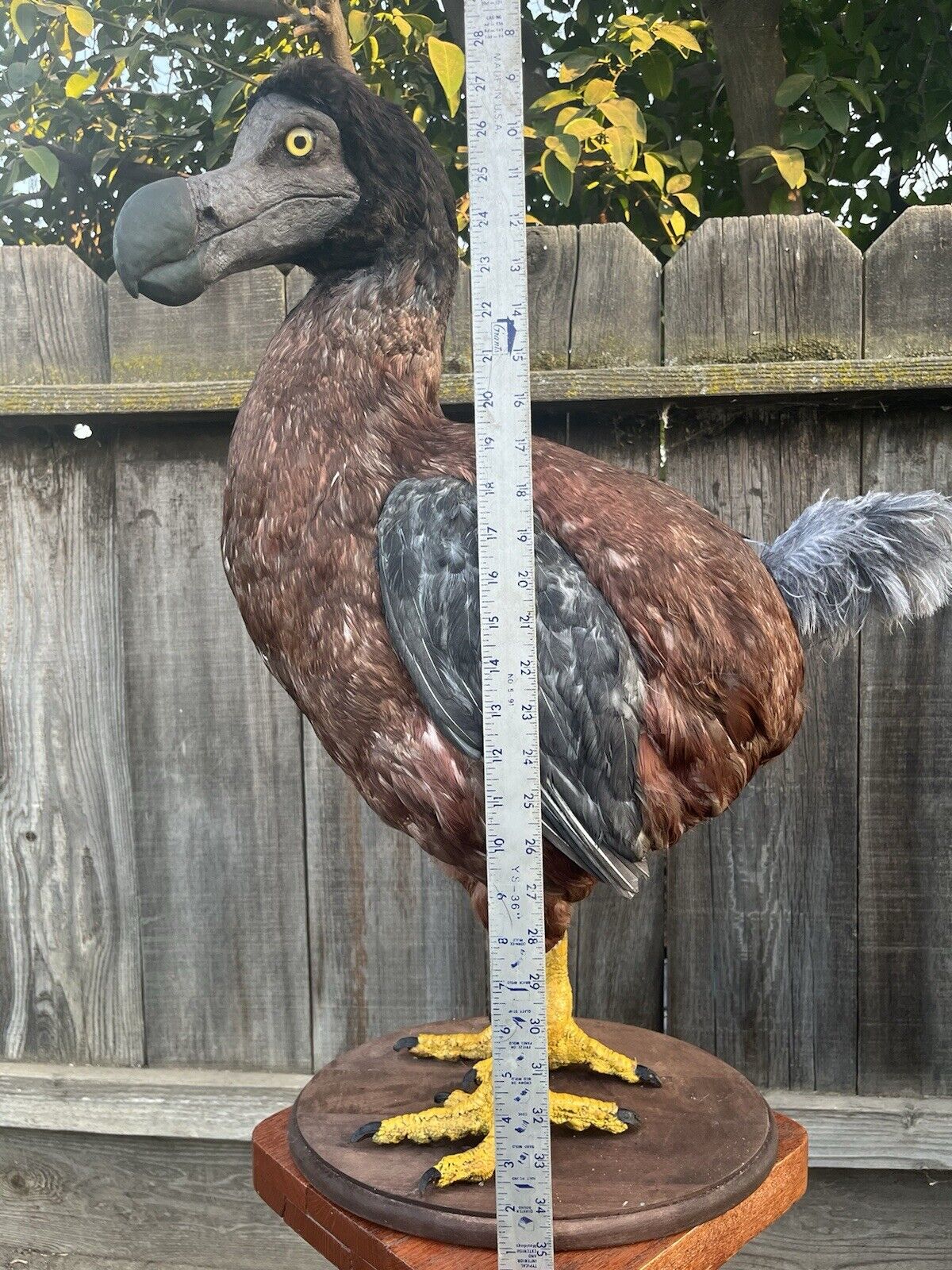 Reproduction Dodo Taxidermy Full Body Mount