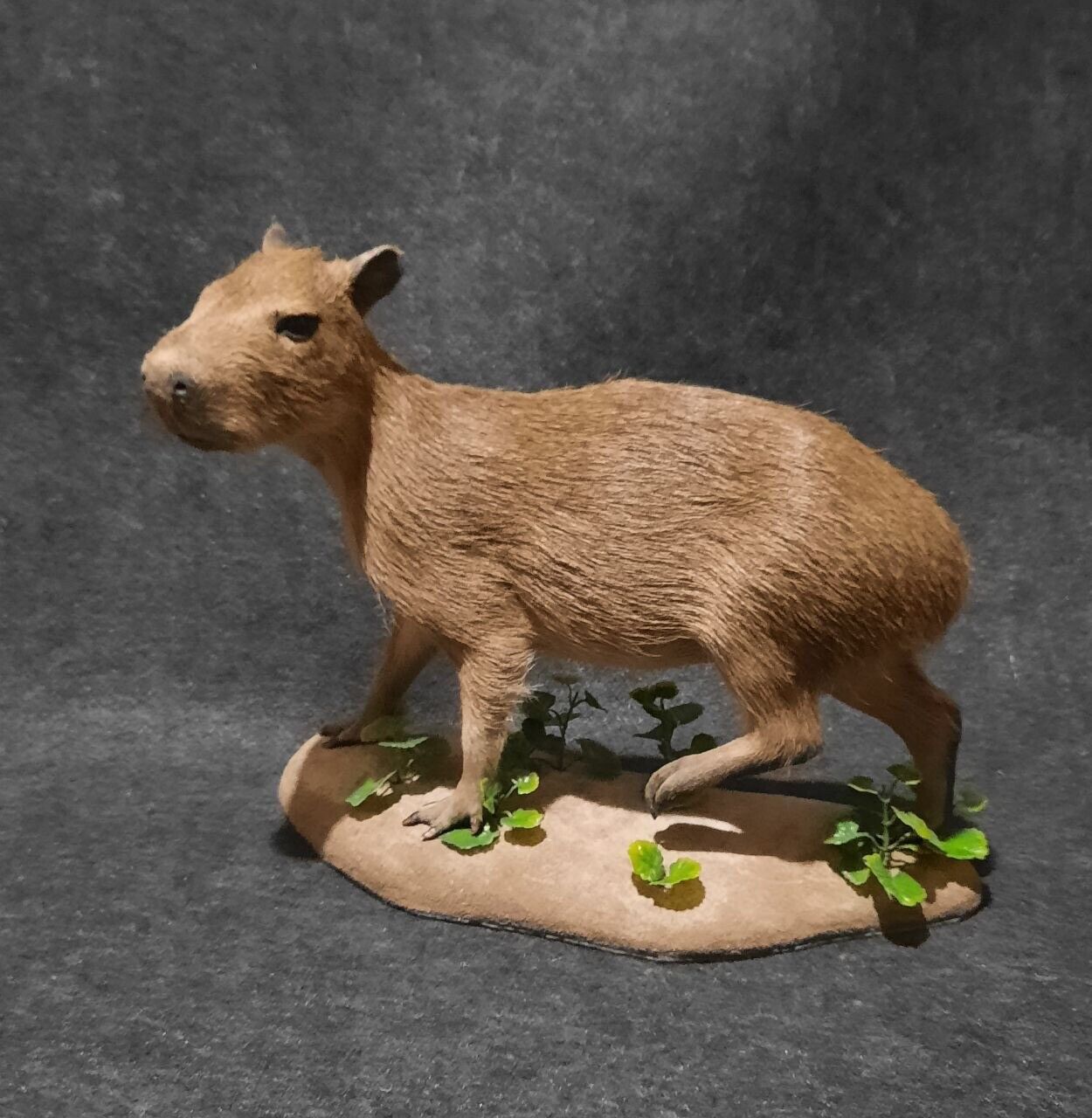 FH160-Capybara Full Body Mount Taxidermy