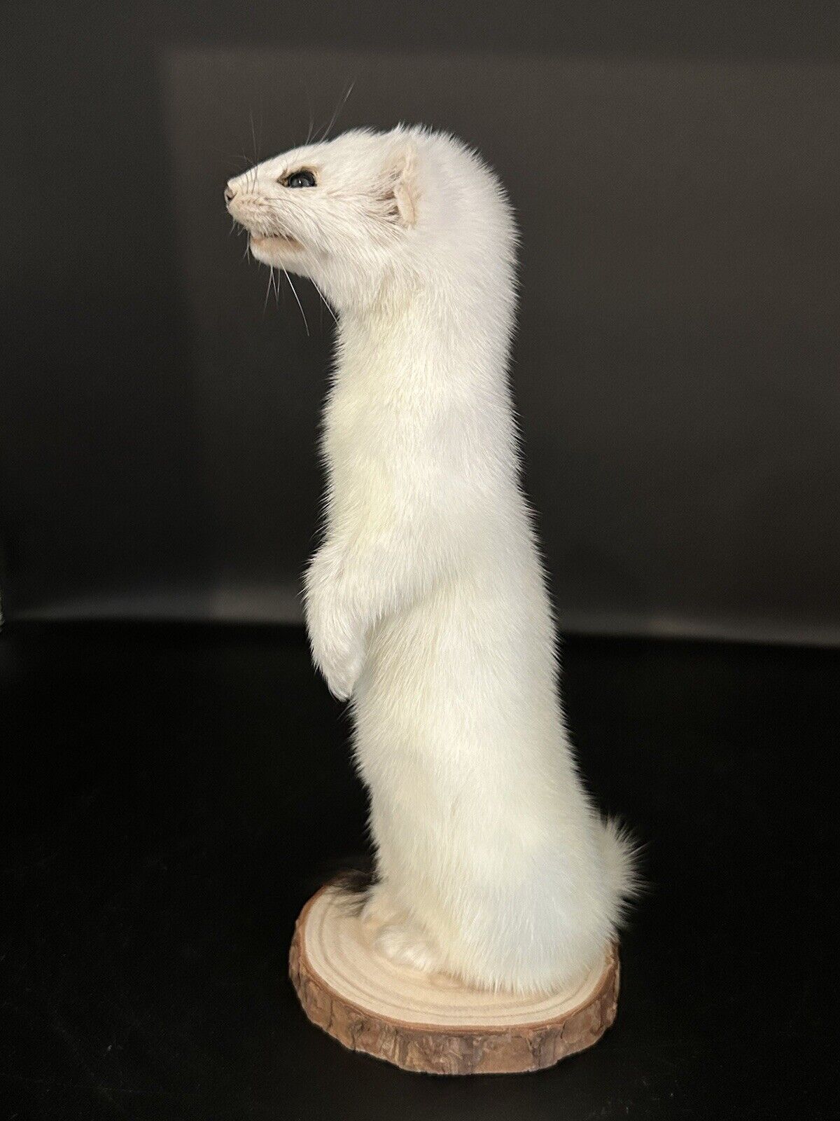 Beautiful Adorable Weasel Ermine Small Animal Taxidermy Mount Art Wildlife 29W