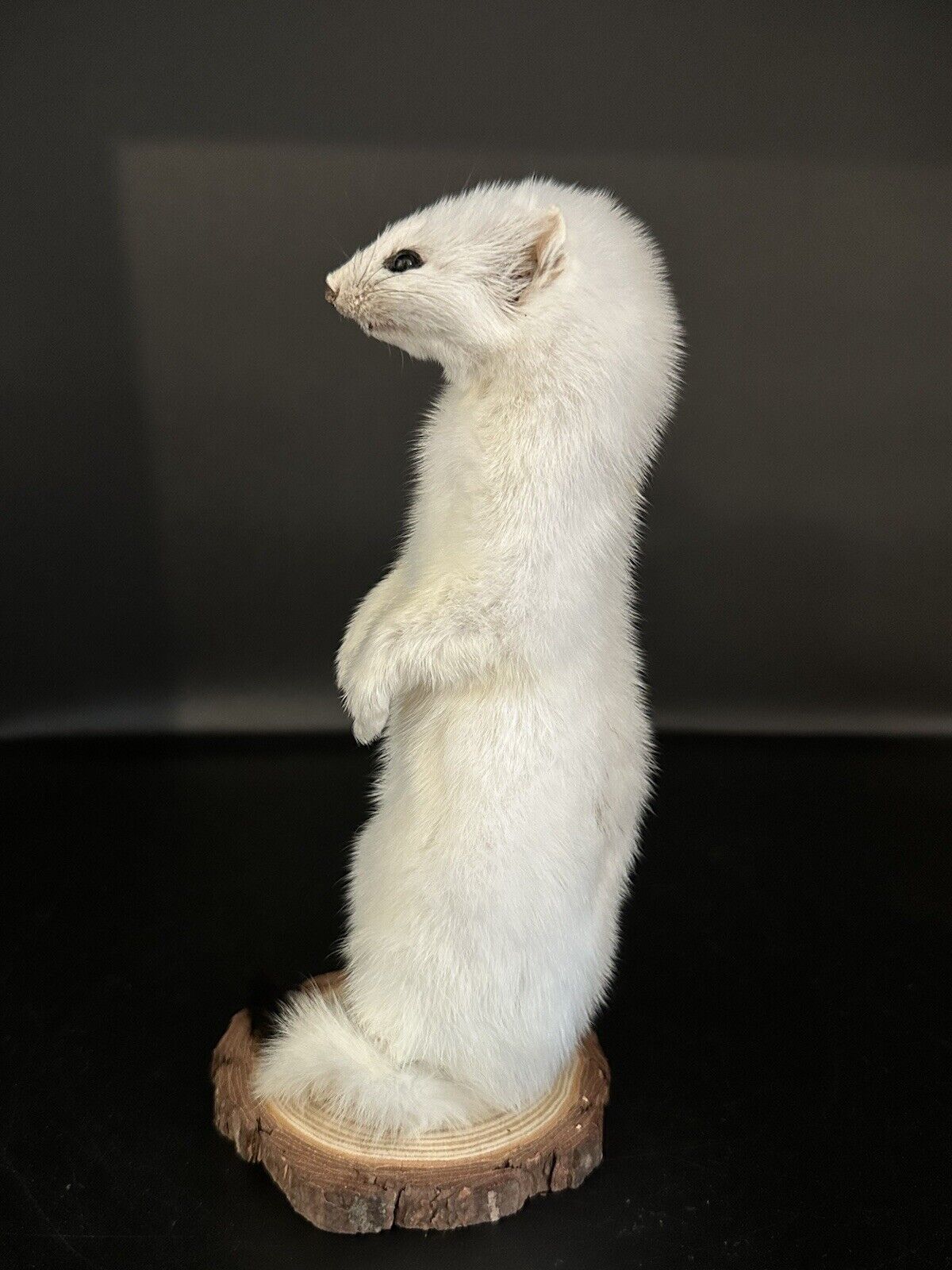 Beautiful Adorable Weasel Ermine Small Animal Taxidermy Mount Art Wildlife 30W