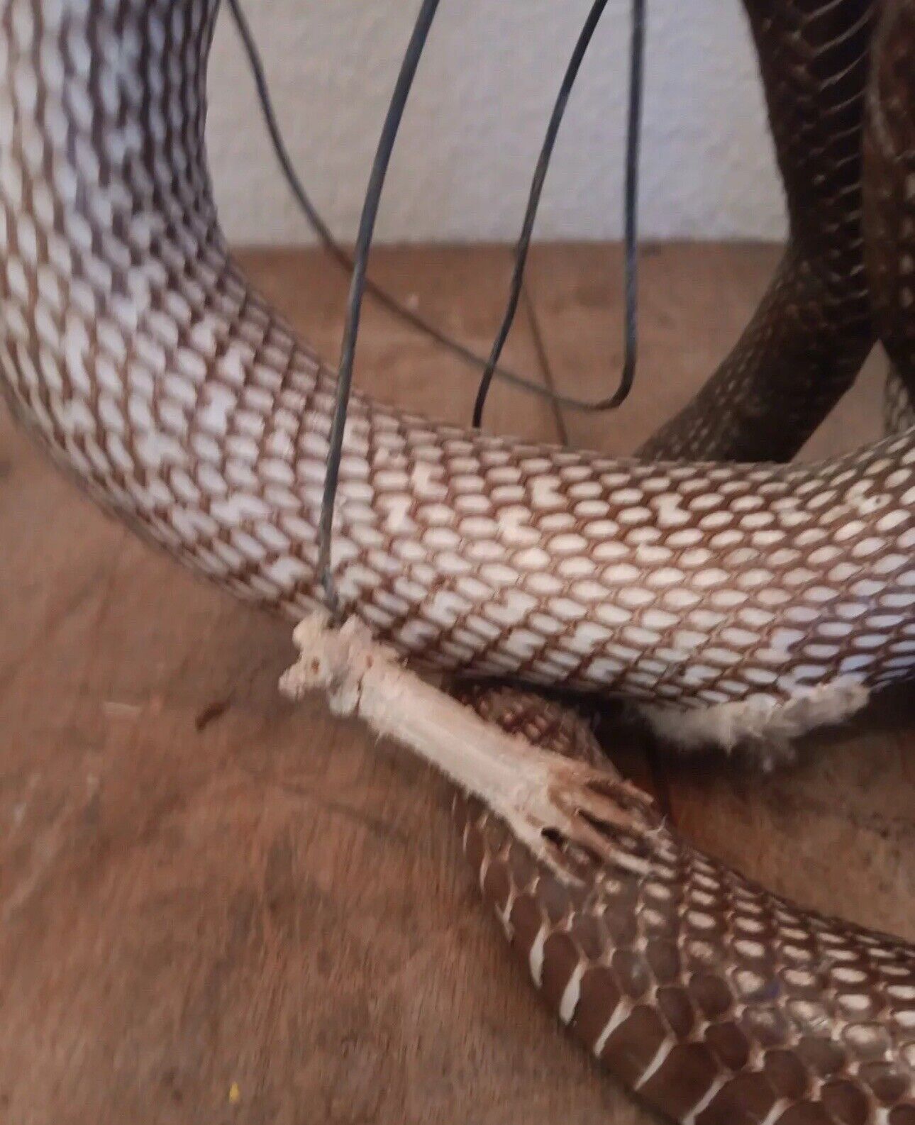 Cobras White Taxidermy Standing Mount Cotton Stuffed 22in Tall