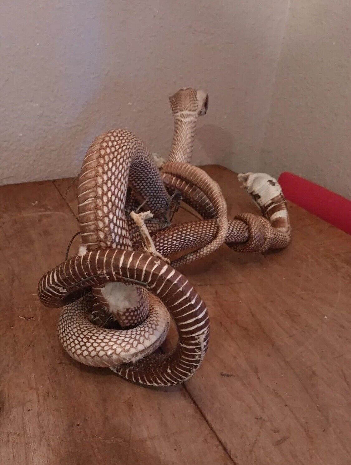 Cobras White Taxidermy Standing Mount Cotton Stuffed 22in Tall