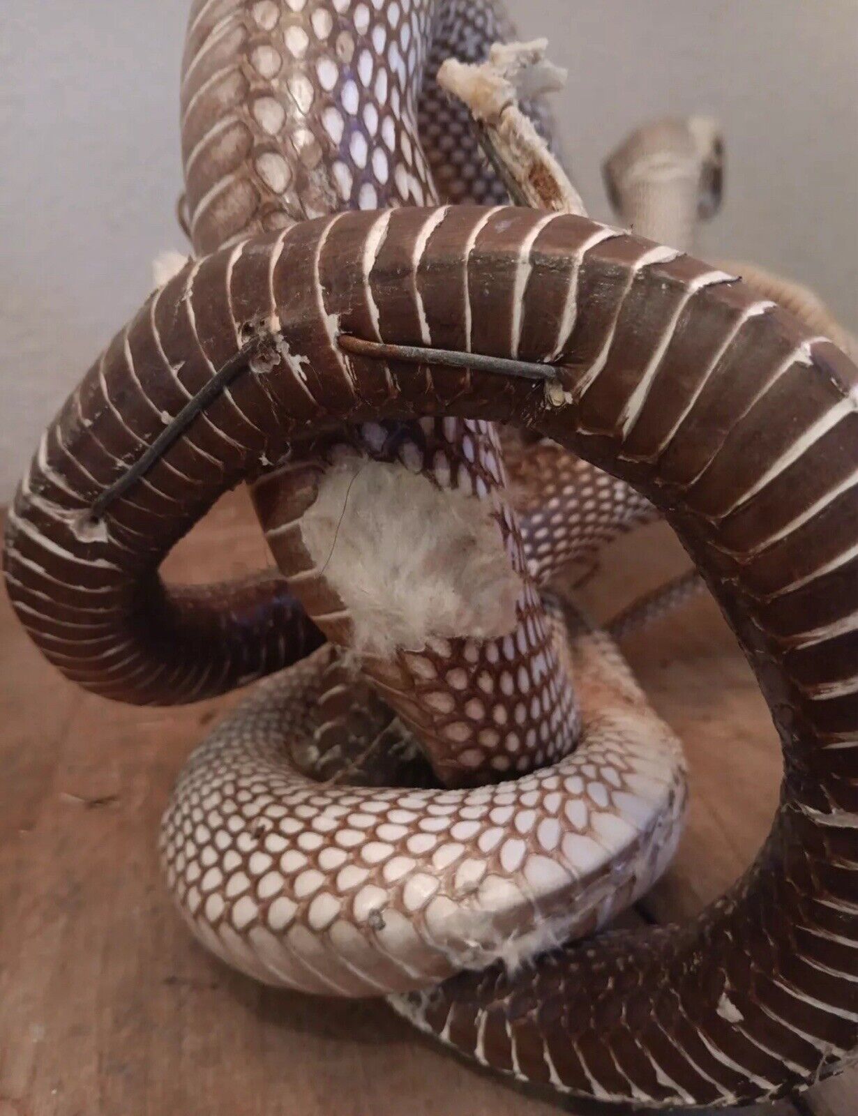 Cobras White Taxidermy Standing Mount Cotton Stuffed 22in Tall