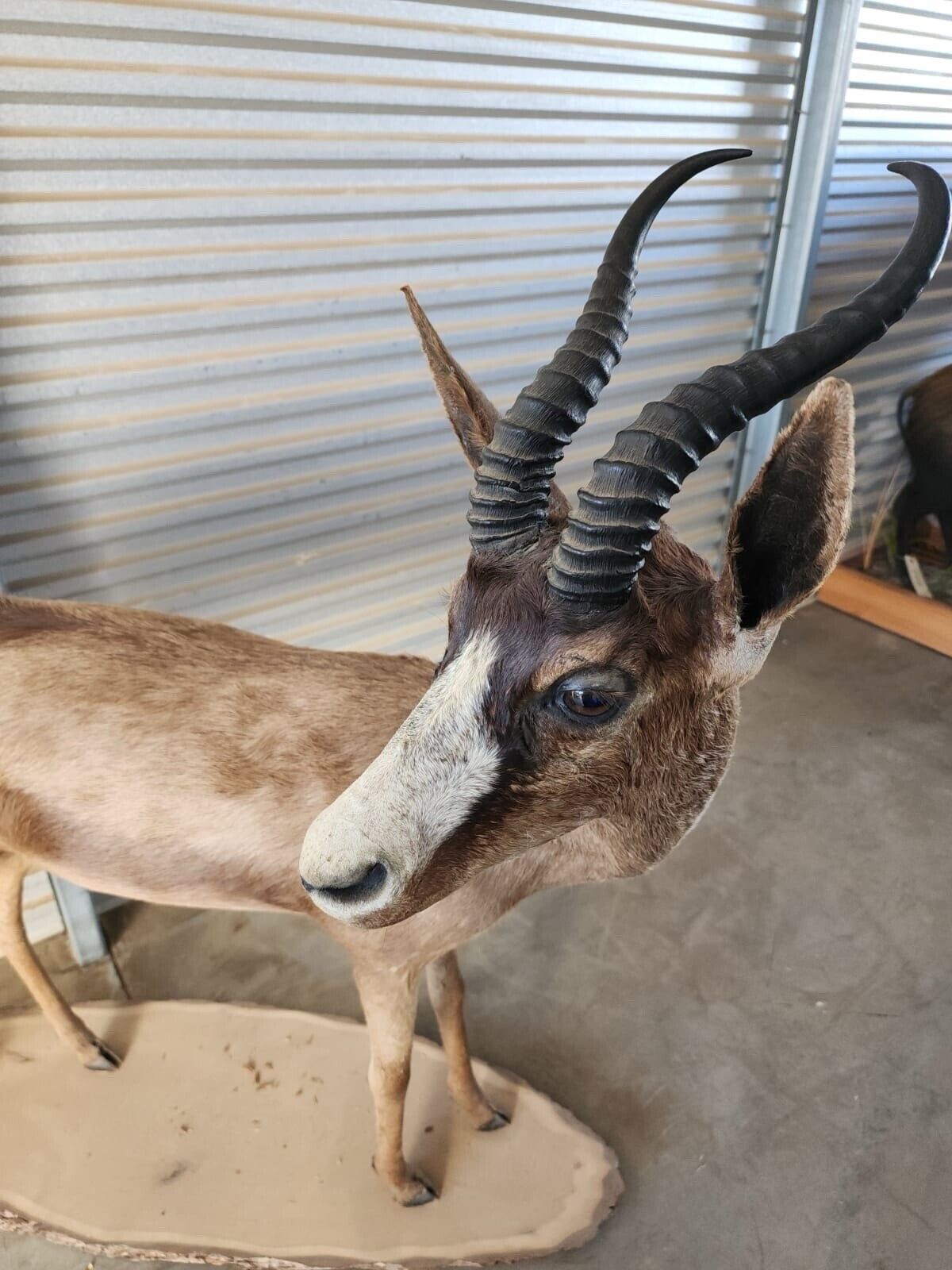 Black springbok Taxidermy Full Body Mount